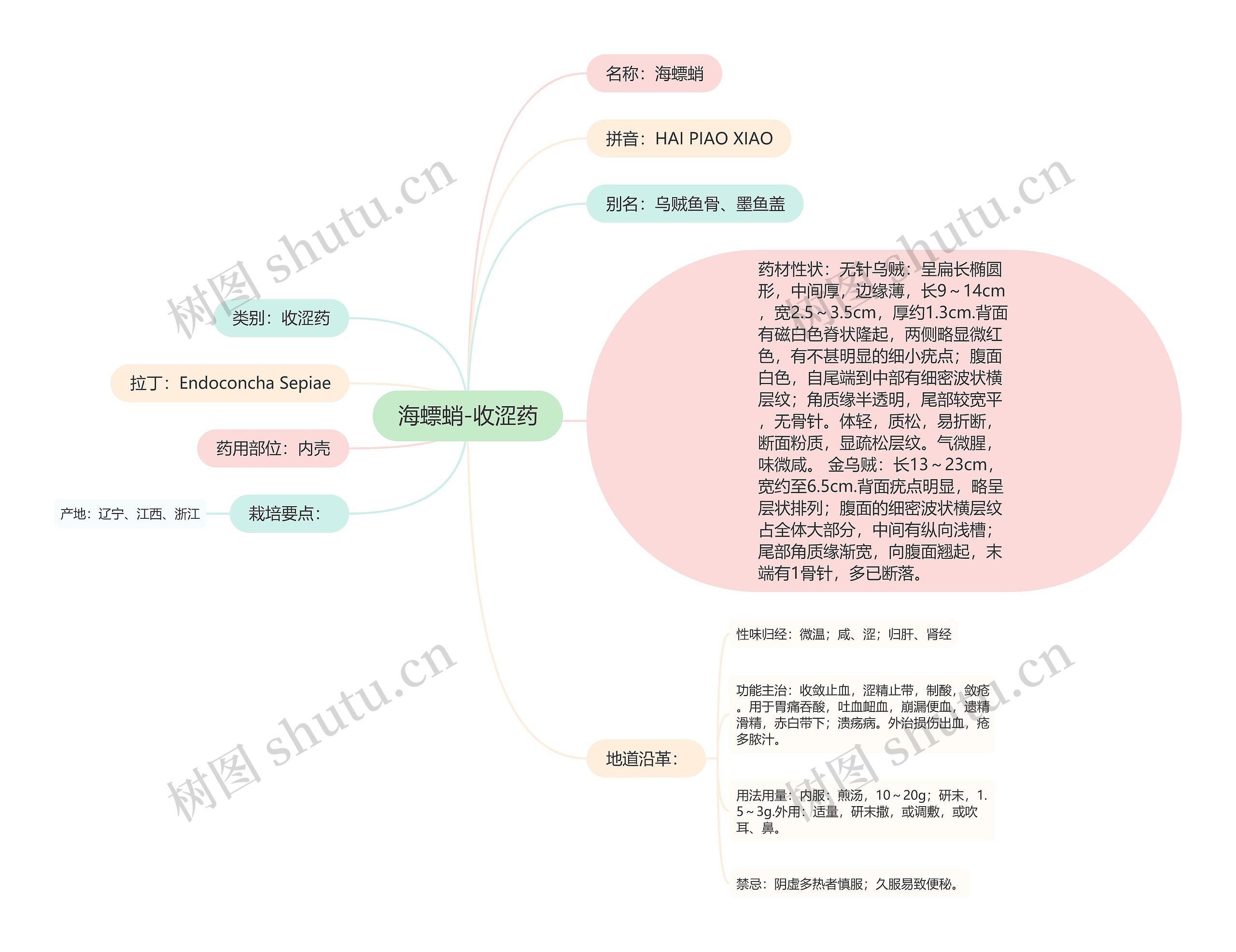 海螵蛸-收涩药