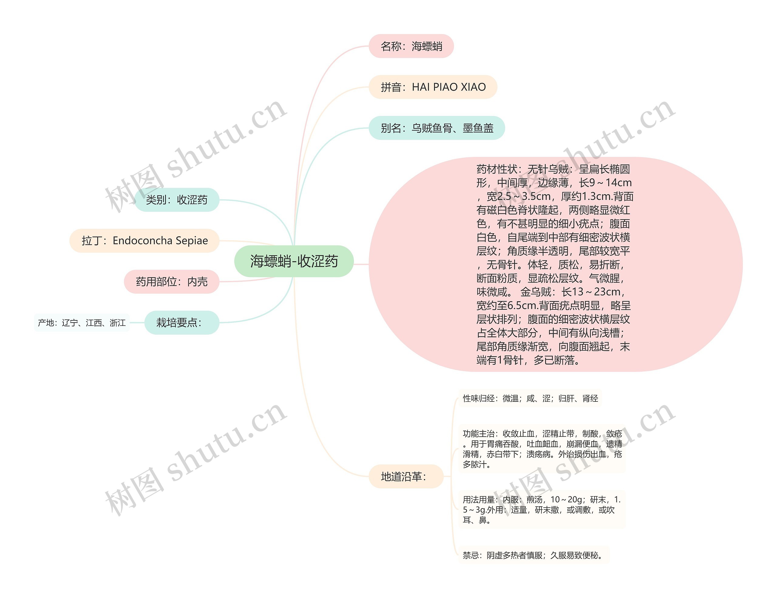 海螵蛸-收涩药 海螵蛸-收涩药