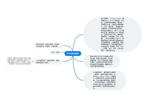 羚羊角的鉴别