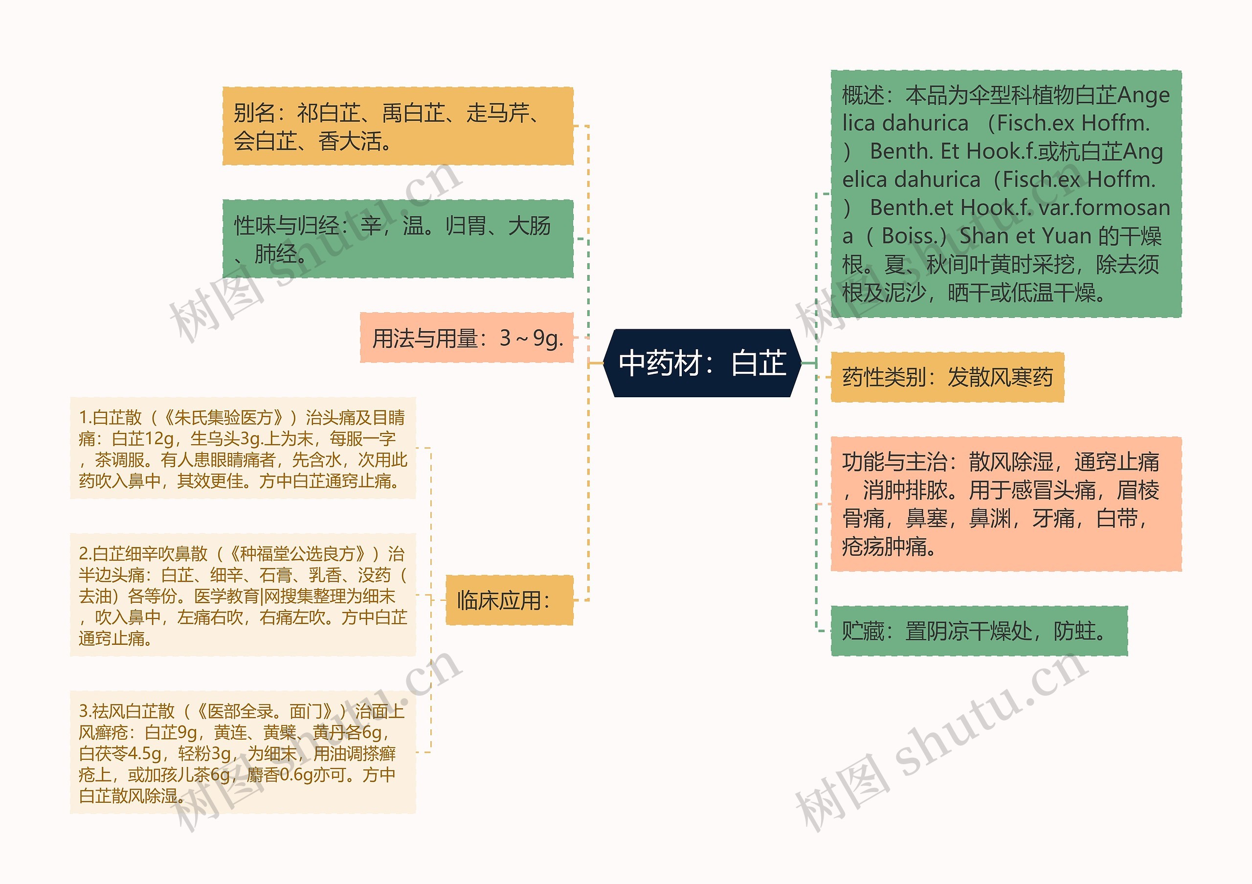 中药材：白芷思维导图