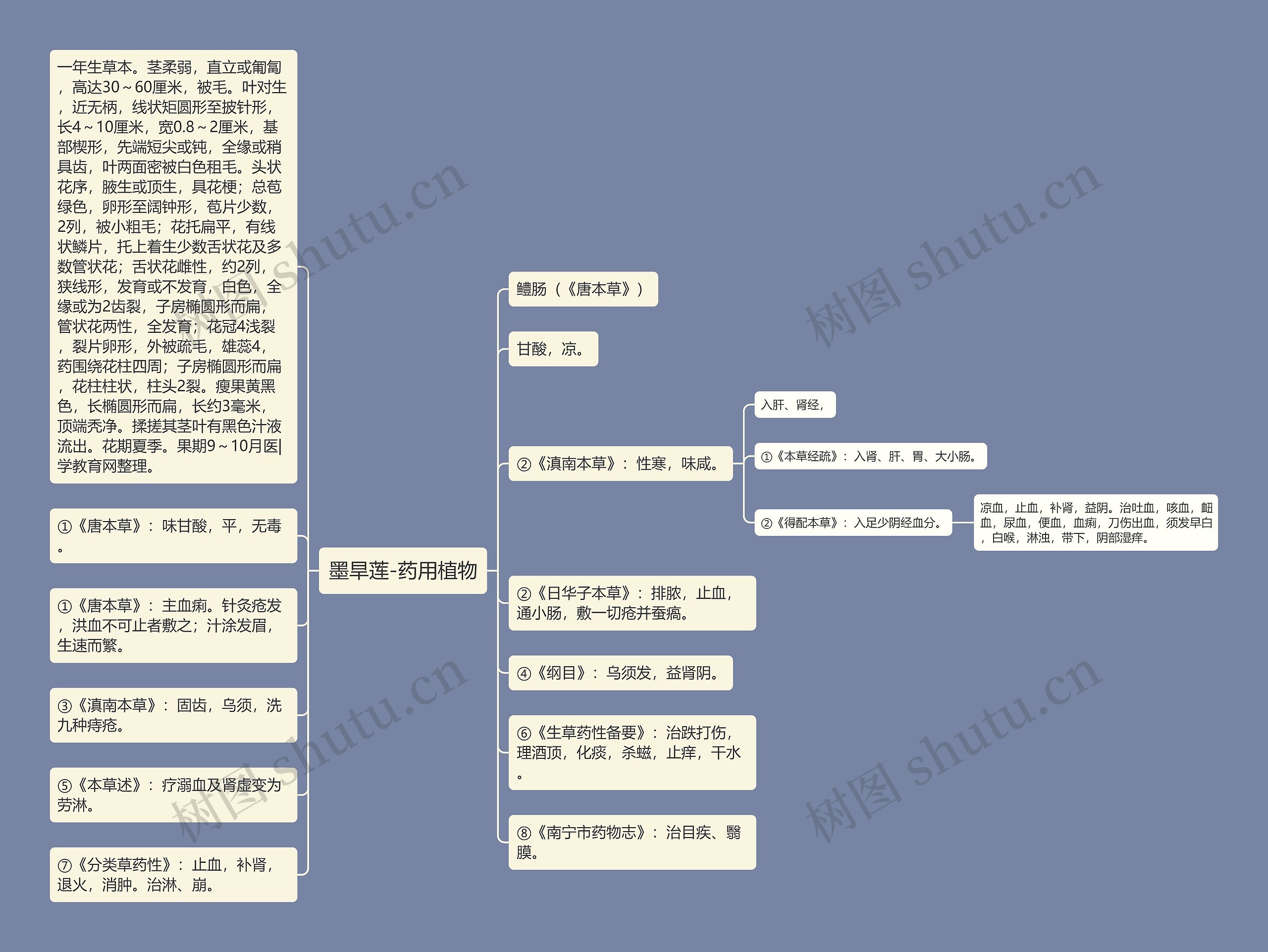 墨旱莲-药用植物 墨旱莲-药用植物
