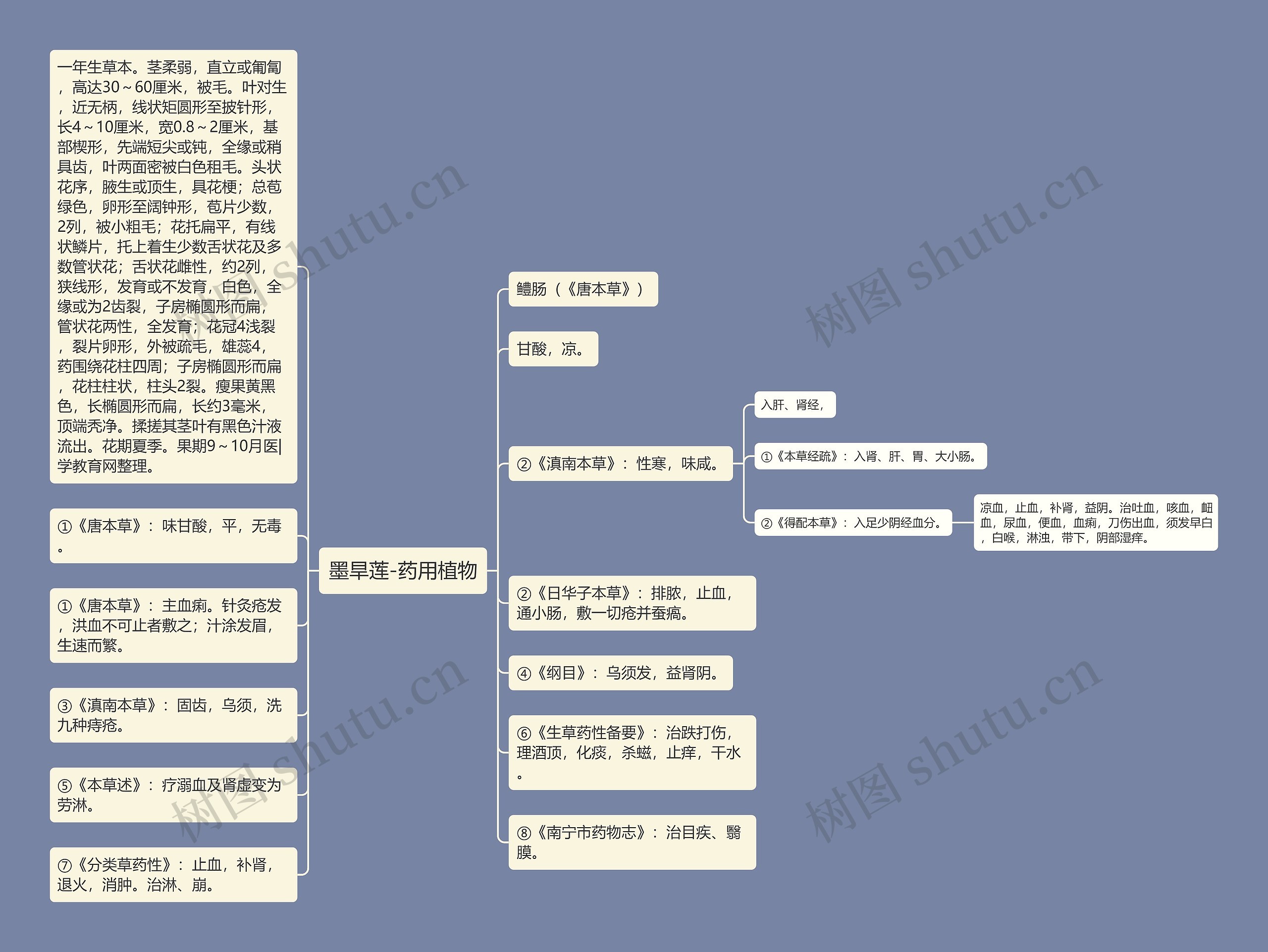 墨旱莲-药用植物思维导图