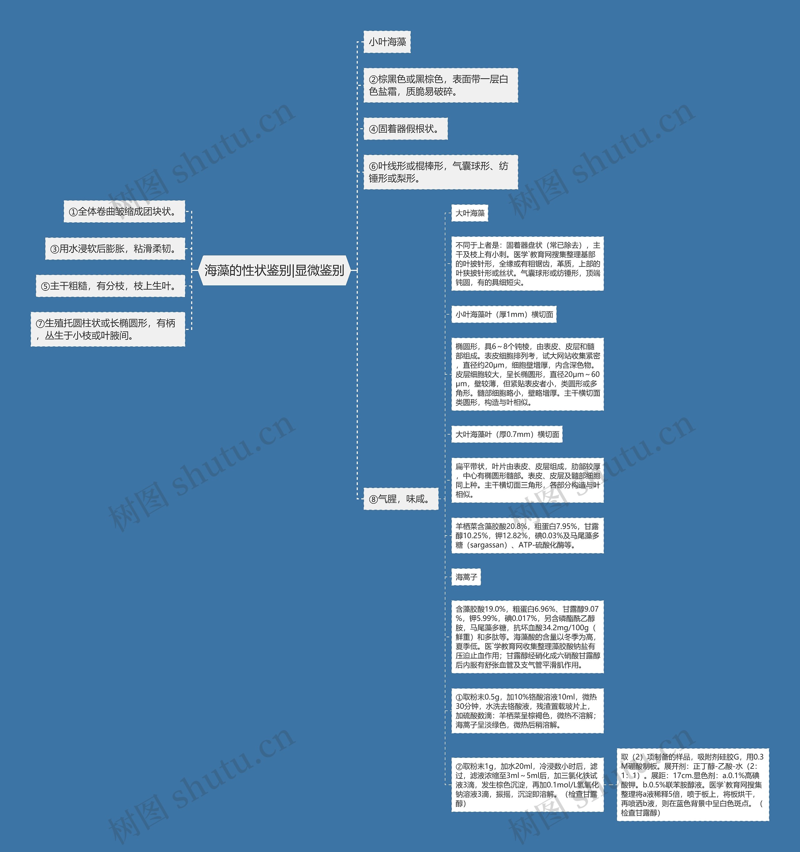 海藻的性状鉴别|显微鉴别思维导图高清图 海藻的性状鉴别|显微鉴别思维导图