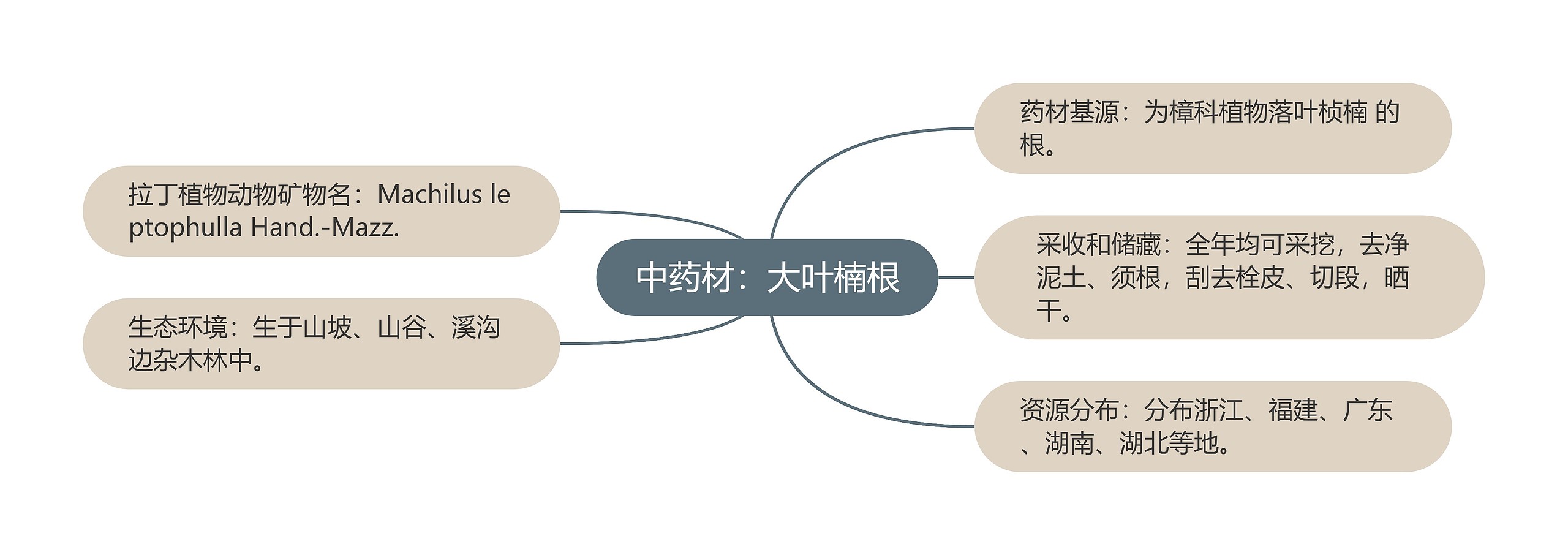 中药材：大叶楠根思维导图