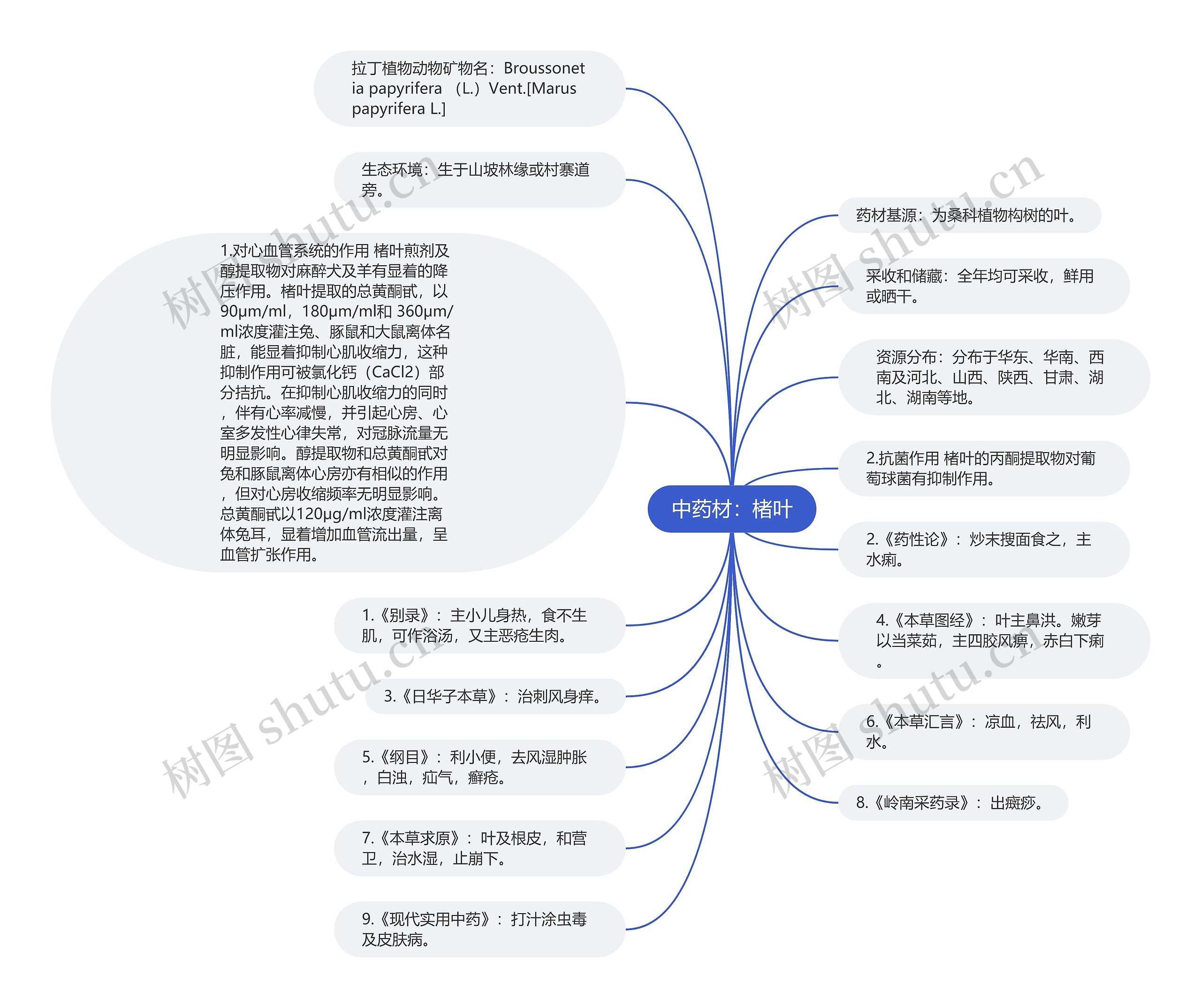 中药材：楮叶思维导图