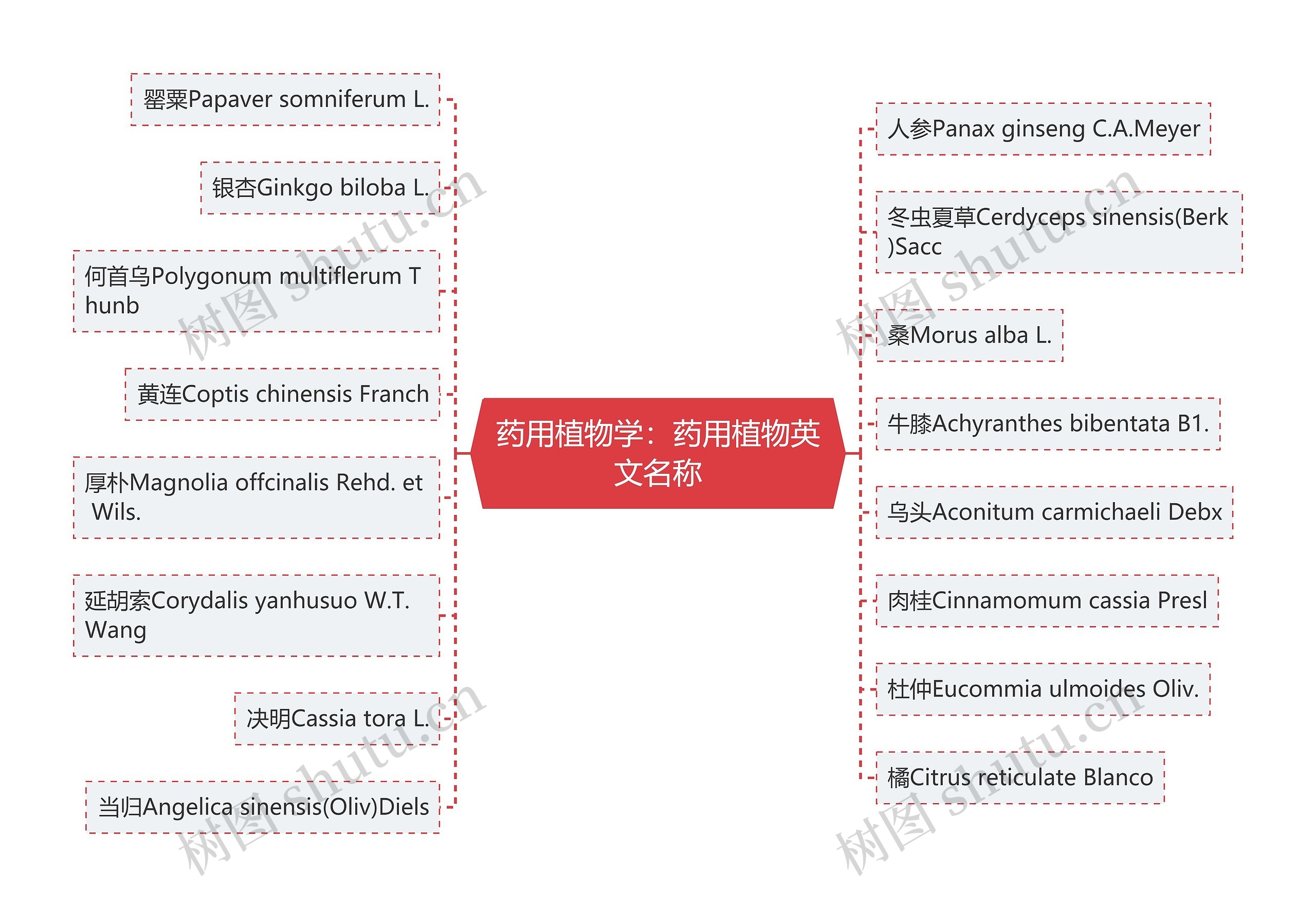 药用植物学：药用植物英文名称思维导图