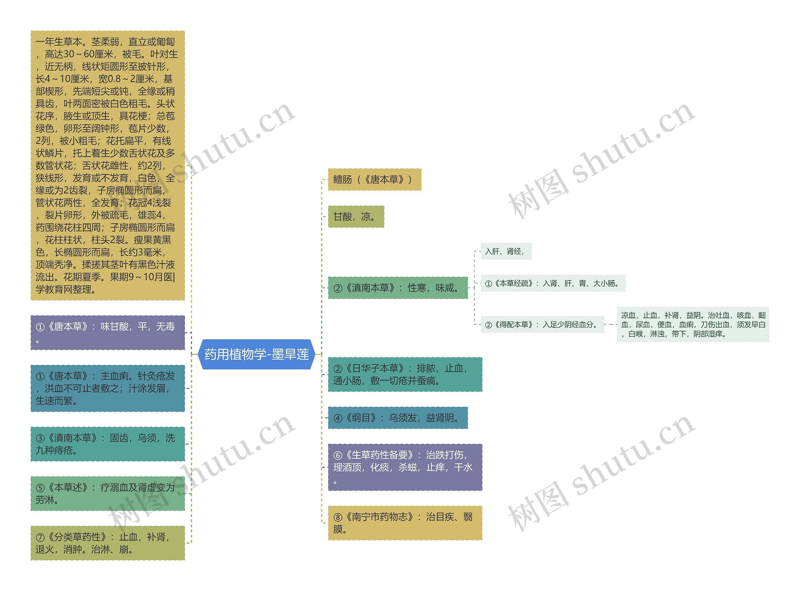 药用植物学-墨旱莲 药用植物学-墨旱莲