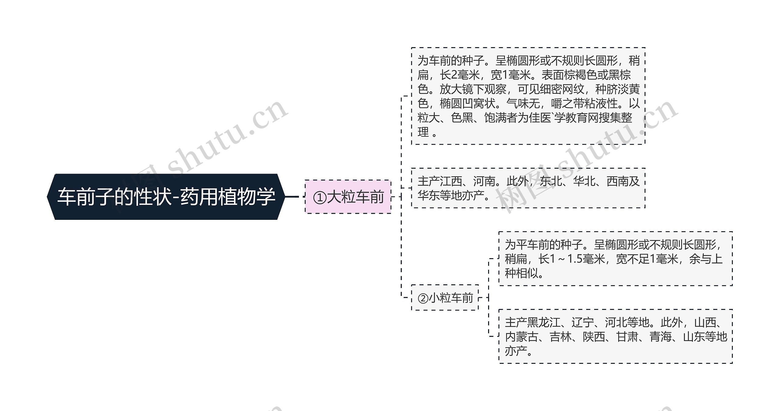 车前子的性状-药用植物学思维导图