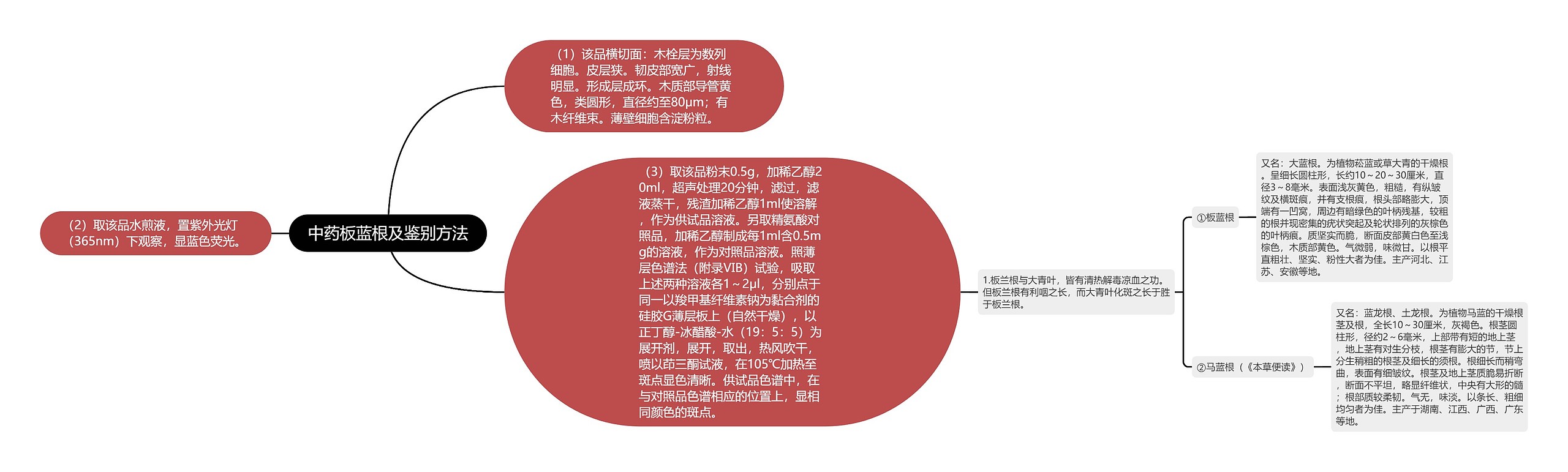 中药板蓝根及鉴别方法