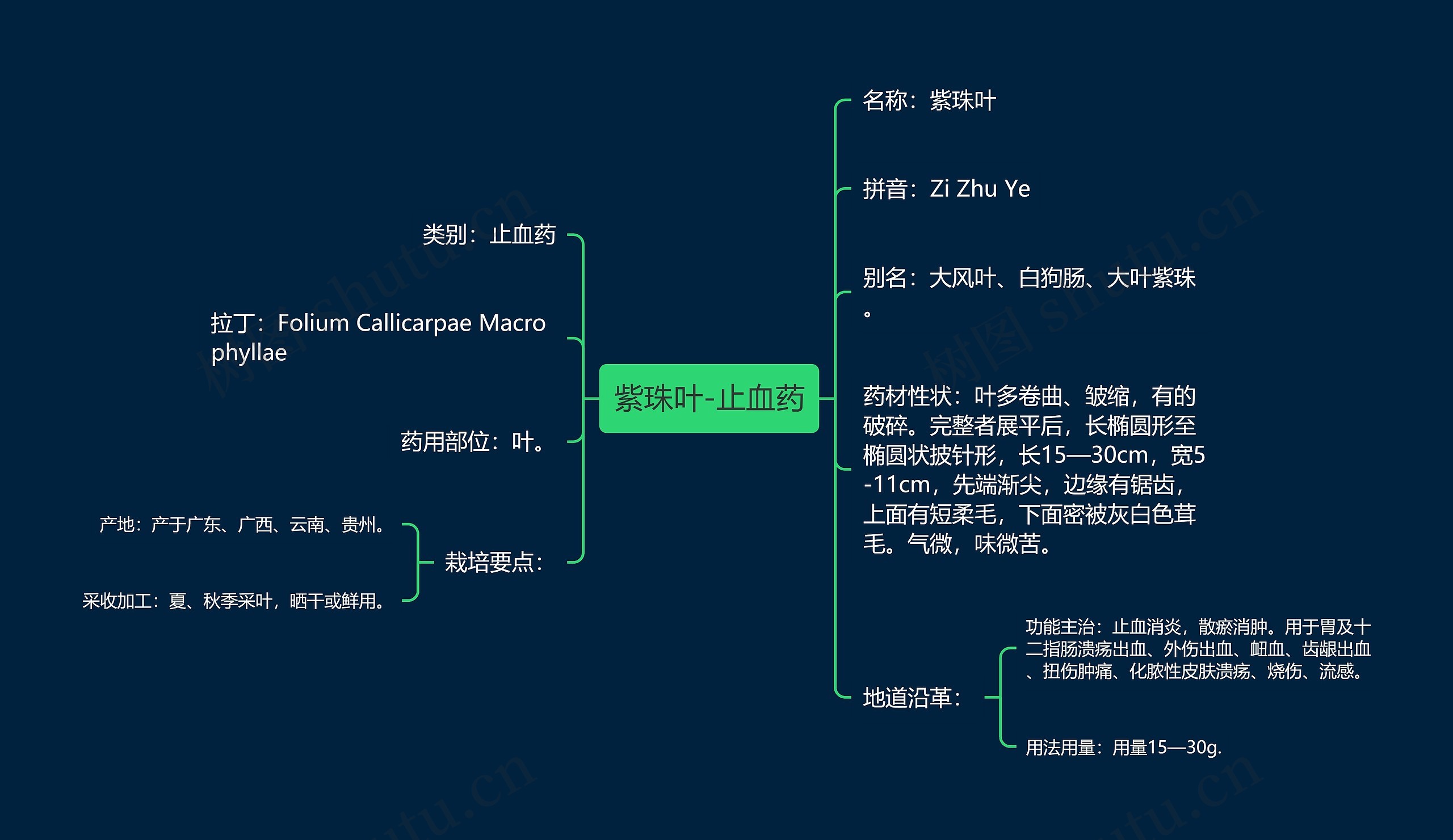 紫珠叶-止血药思维导图