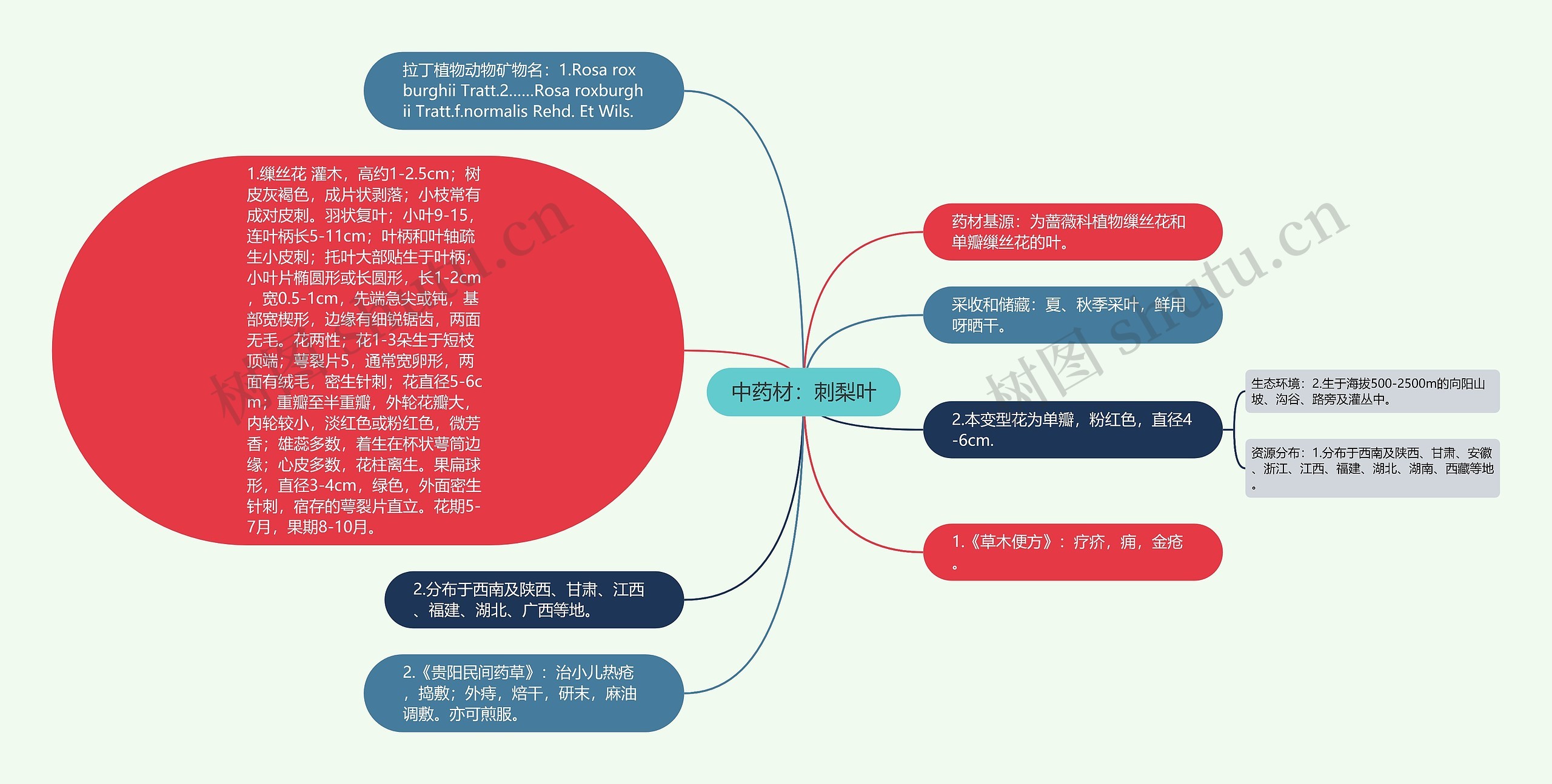 中药材：刺梨叶思维导图