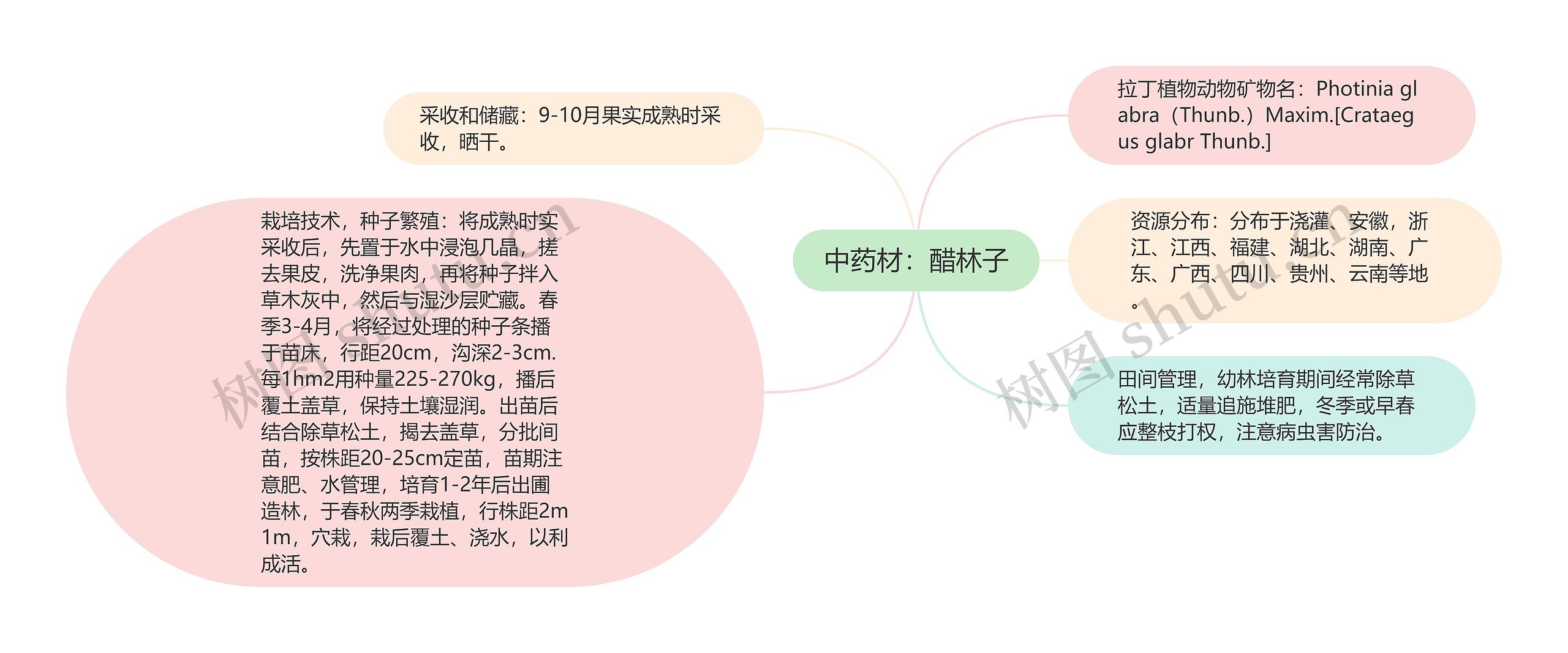 中药材：醋林子思维导图