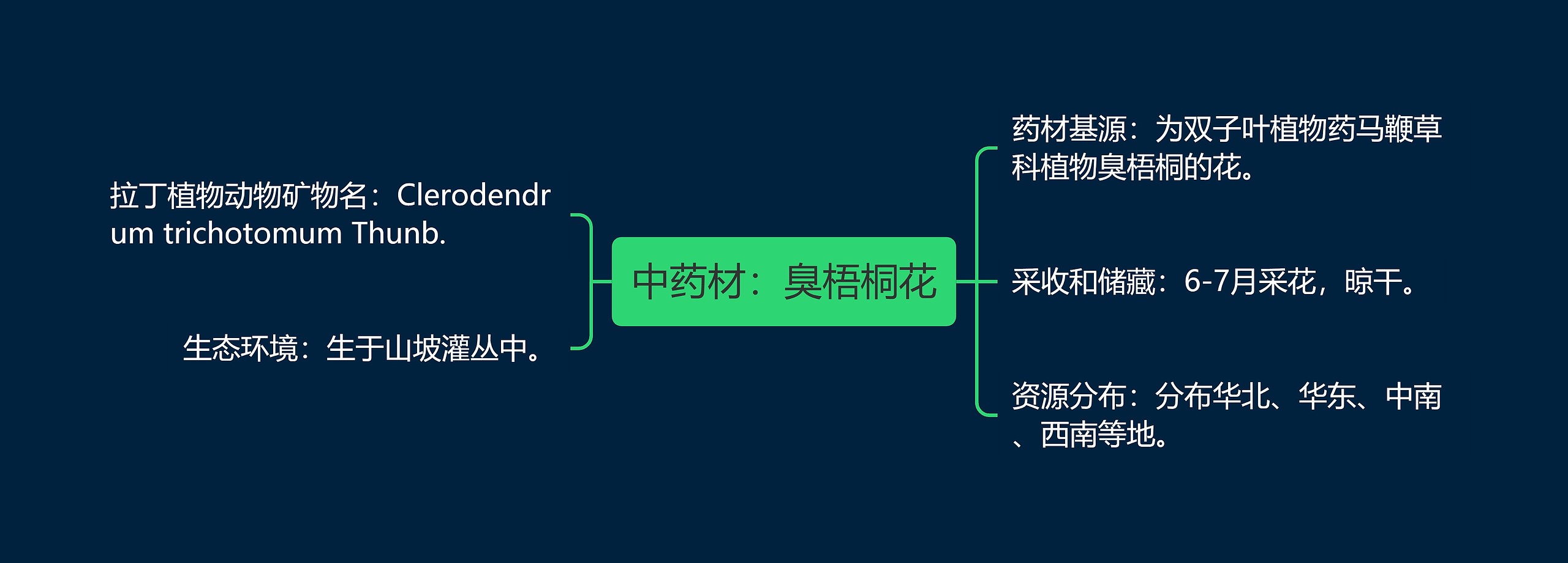 中药材：臭梧桐花思维导图