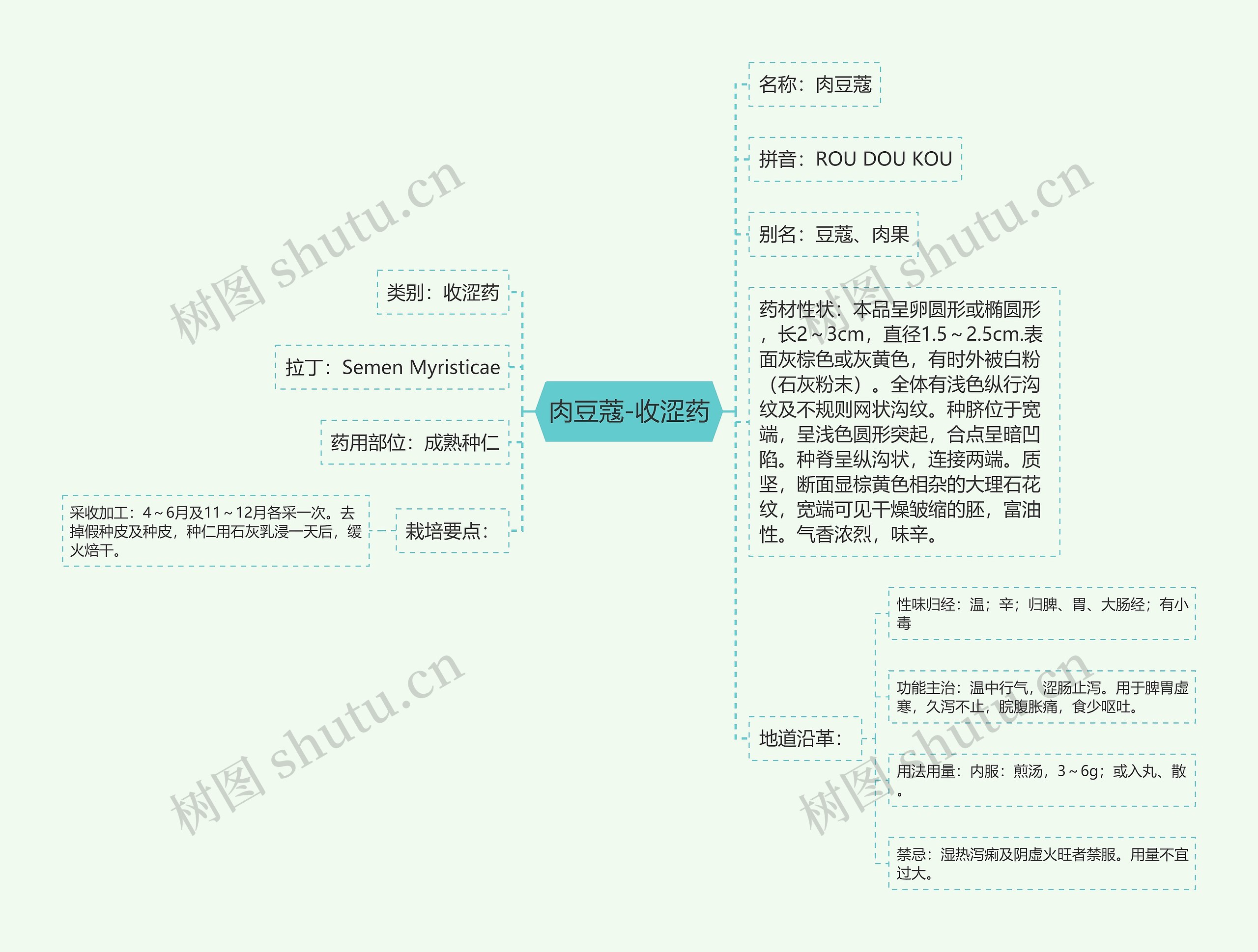 肉豆蔻-收涩药 肉豆蔻-收涩药