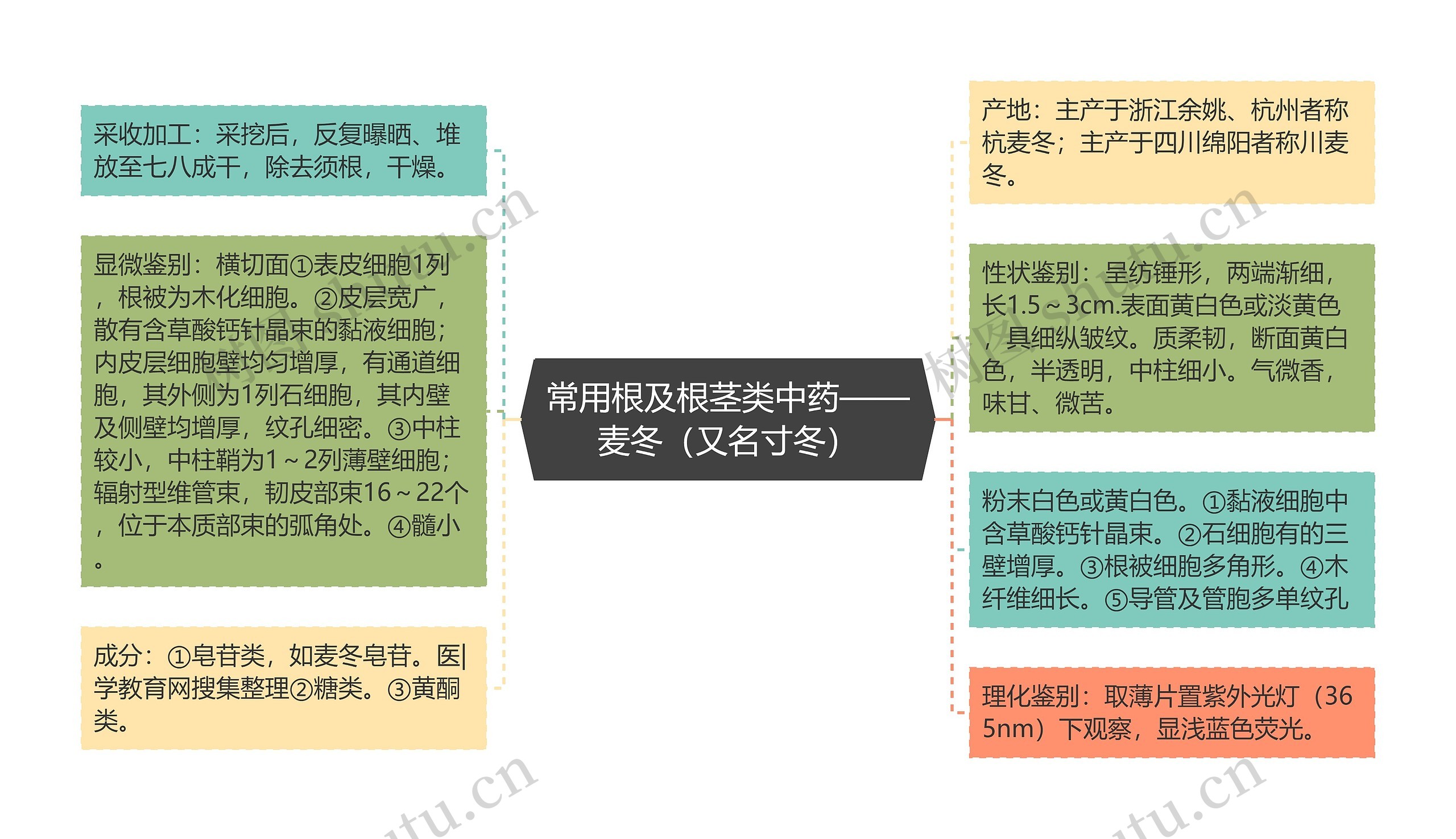 常用根及根茎类中药——麦冬（又名寸冬）思维导图