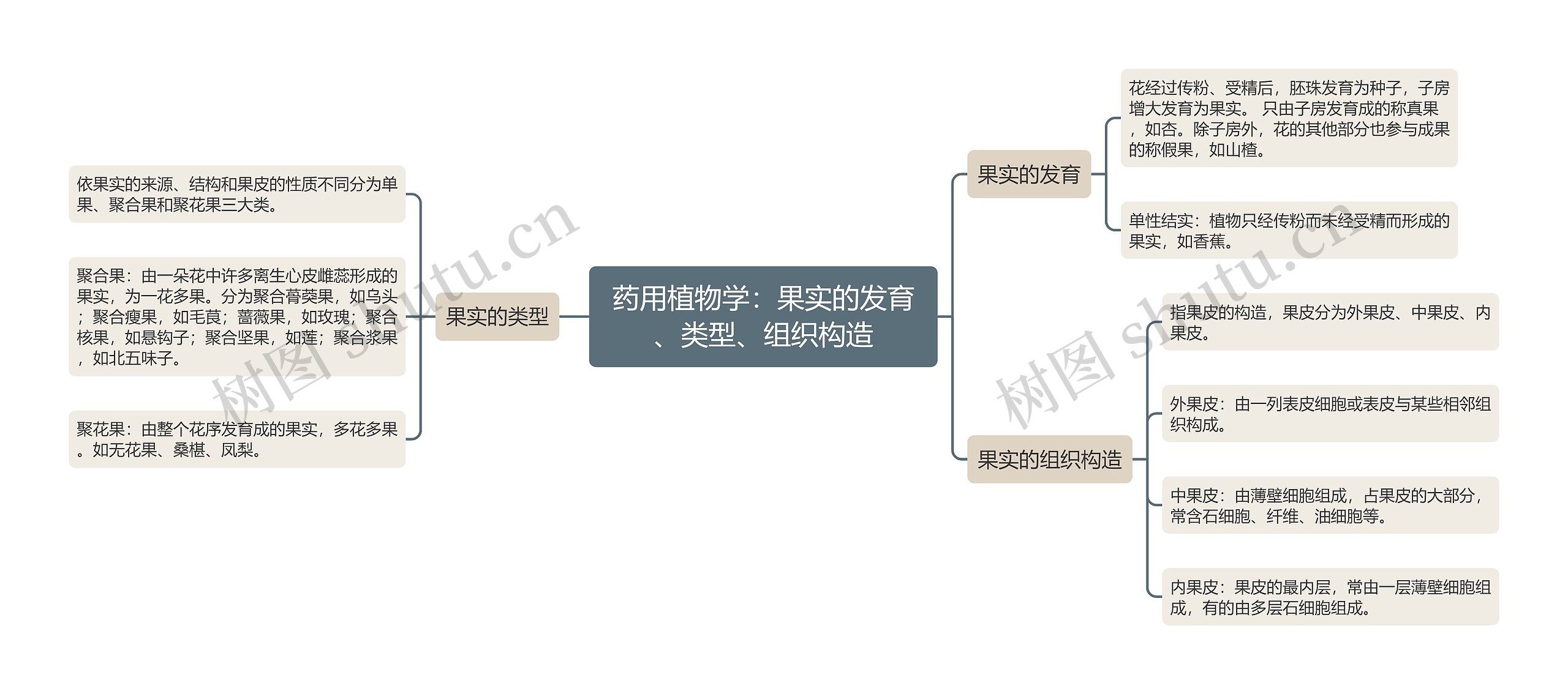 药用植物学：果实的发育、类型、组织构造