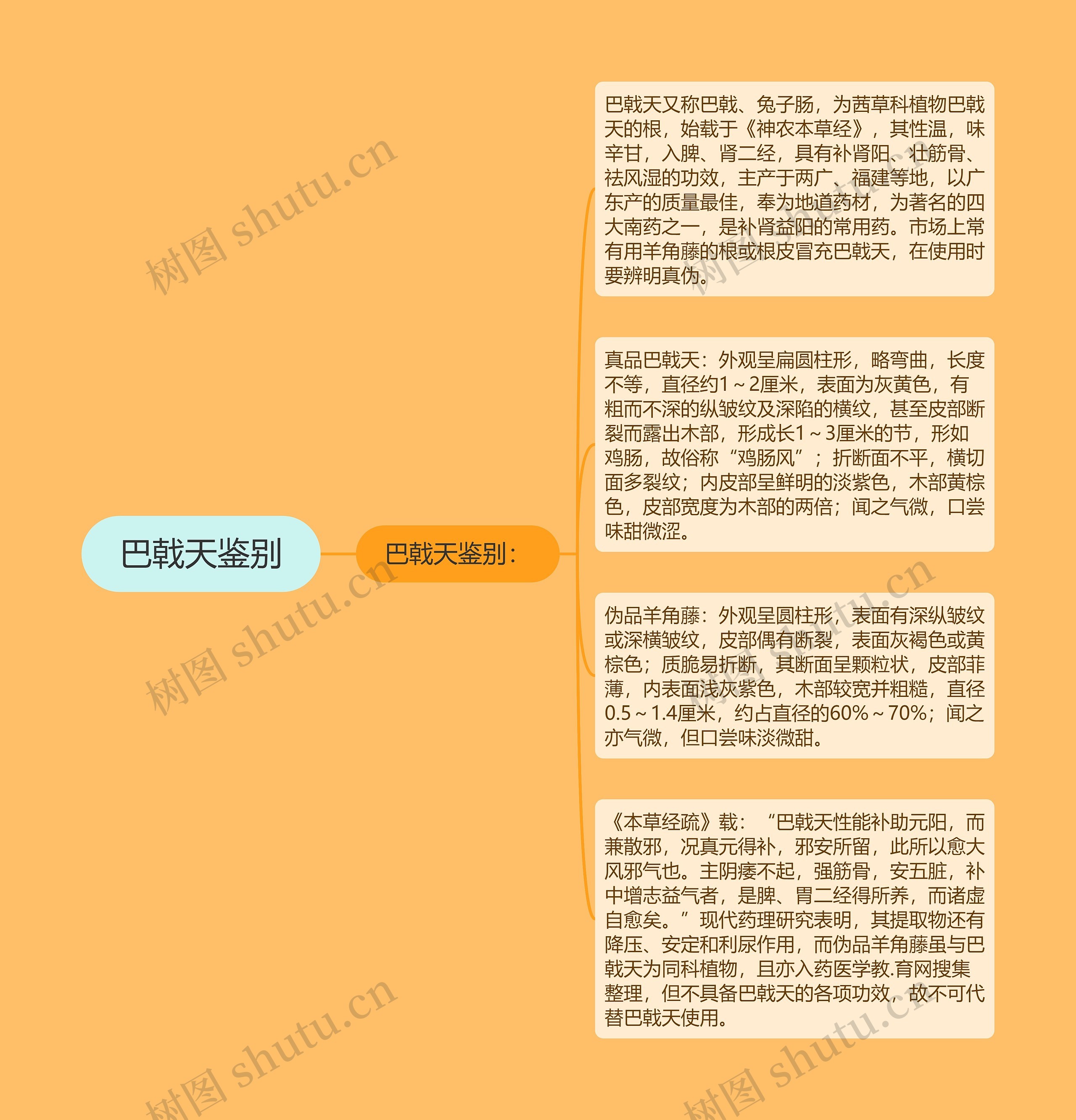 巴戟天鉴别