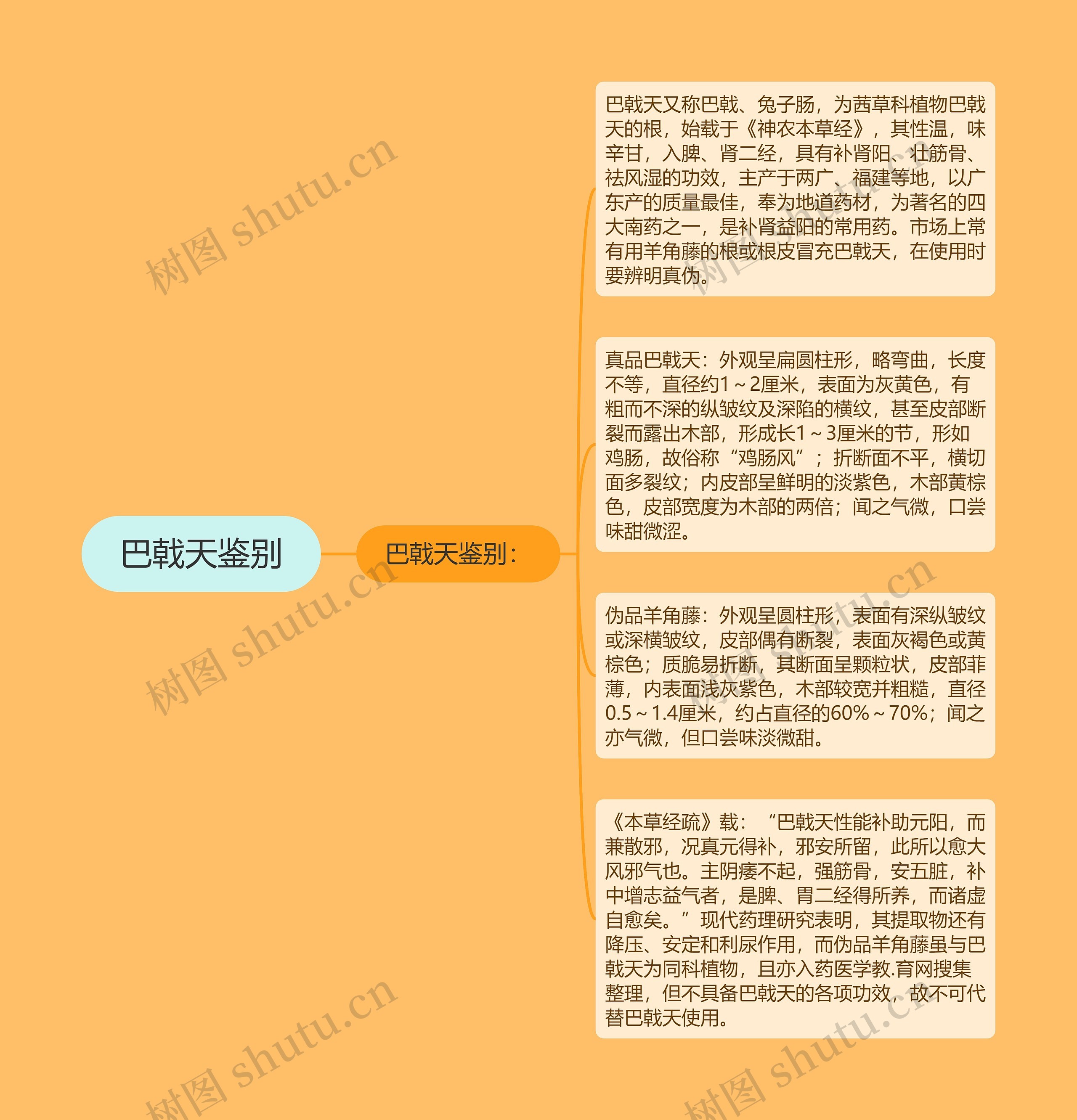 巴戟天鉴别思维导图