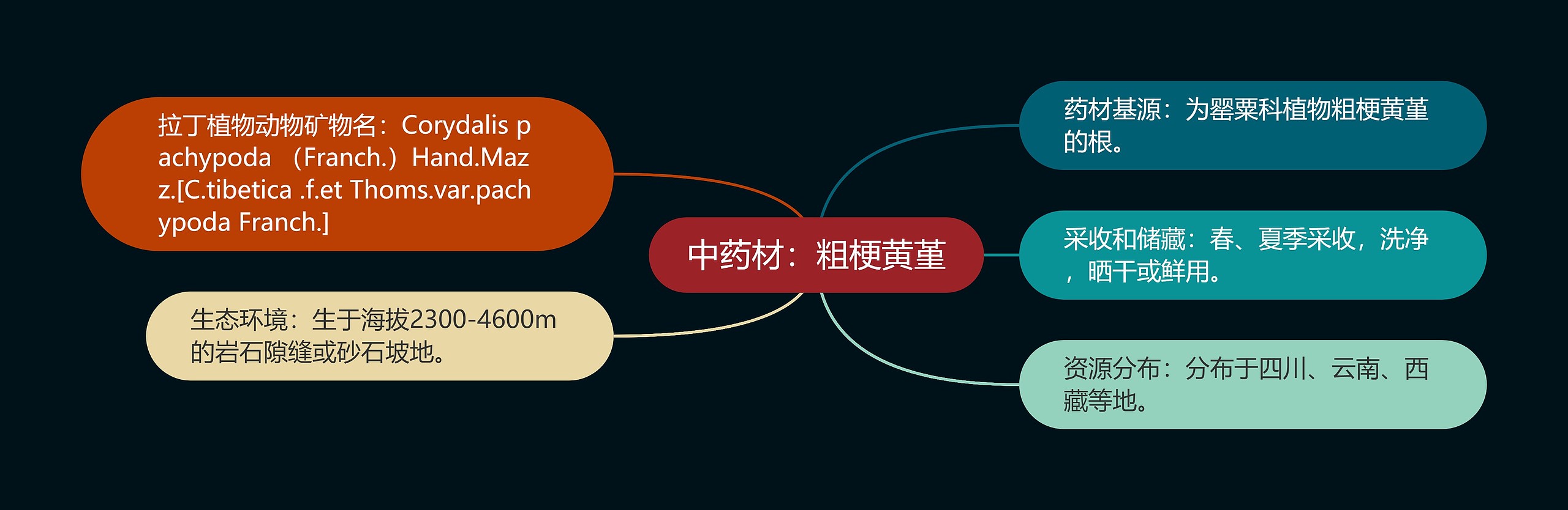 中药材：粗梗黄堇思维导图