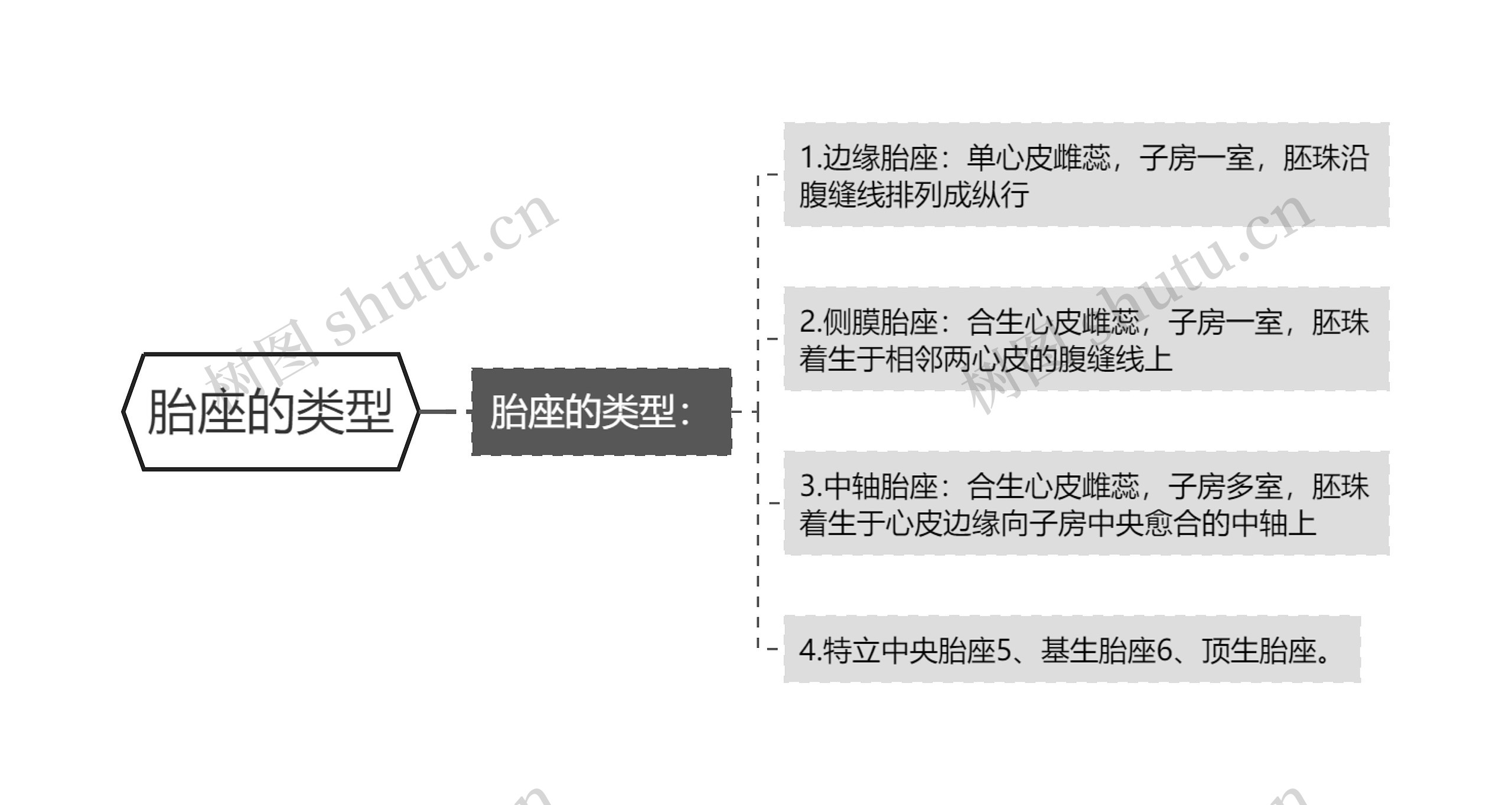 胎座的类型