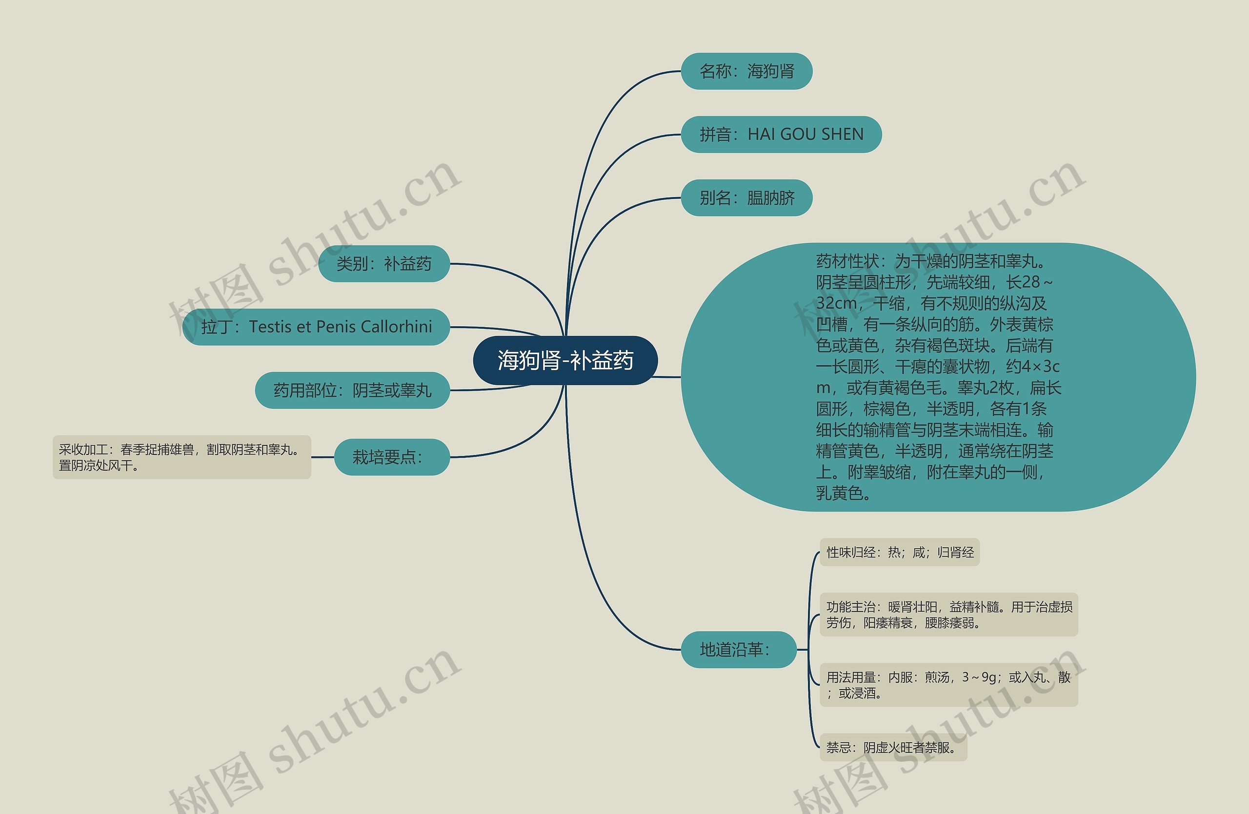 海狗肾-补益药思维导图
