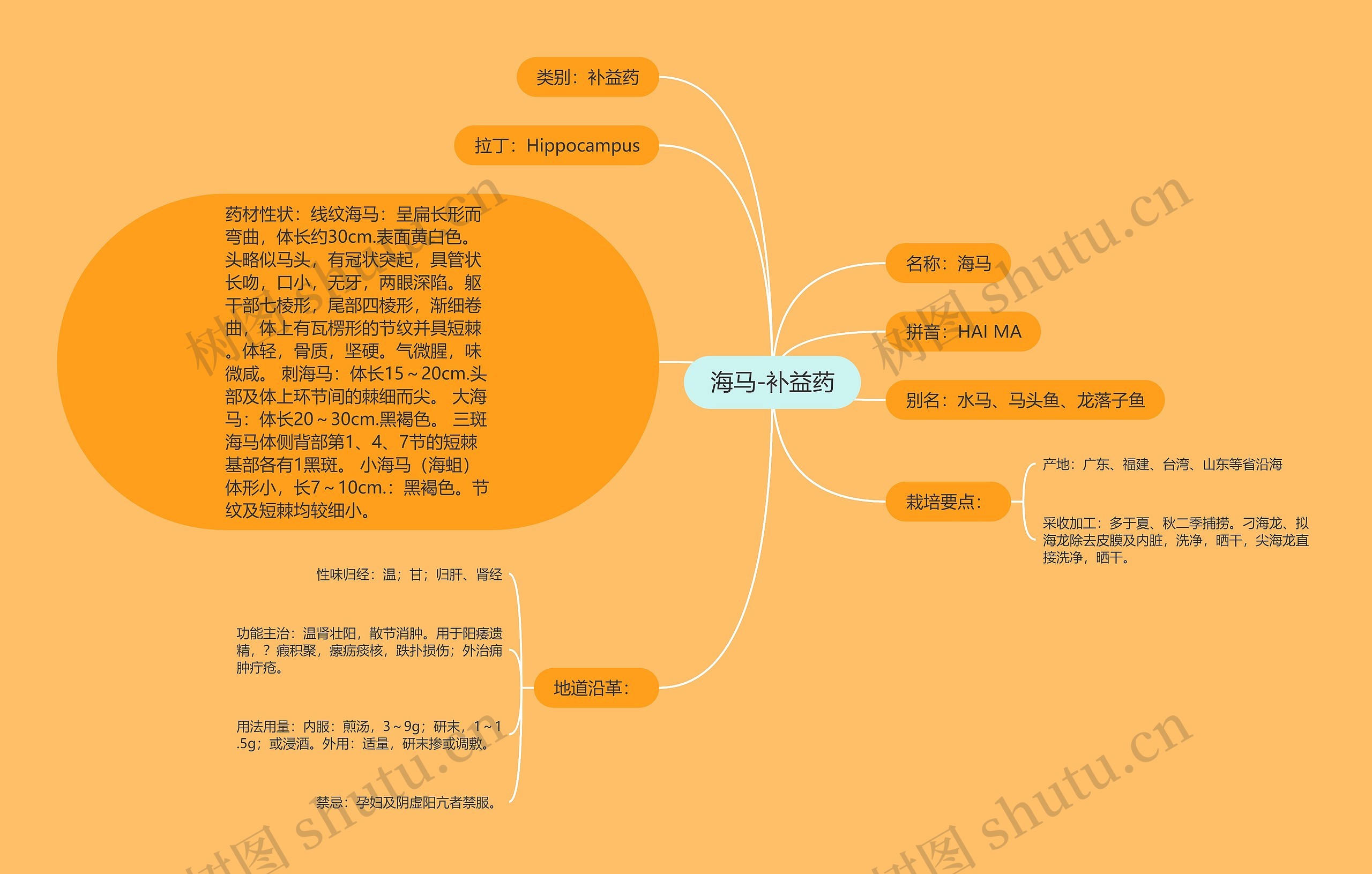 海马-补益药思维导图