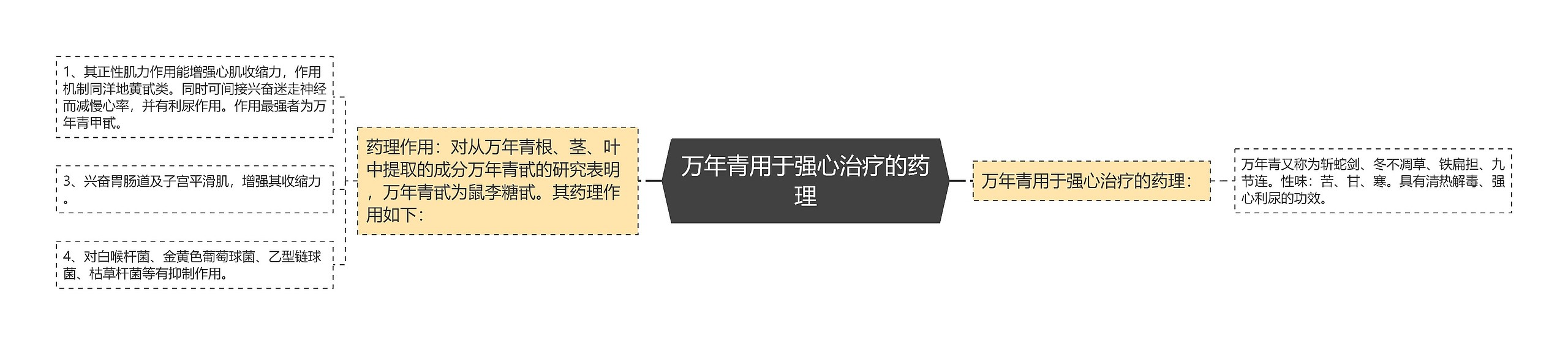 万年青用于强心治疗的药理