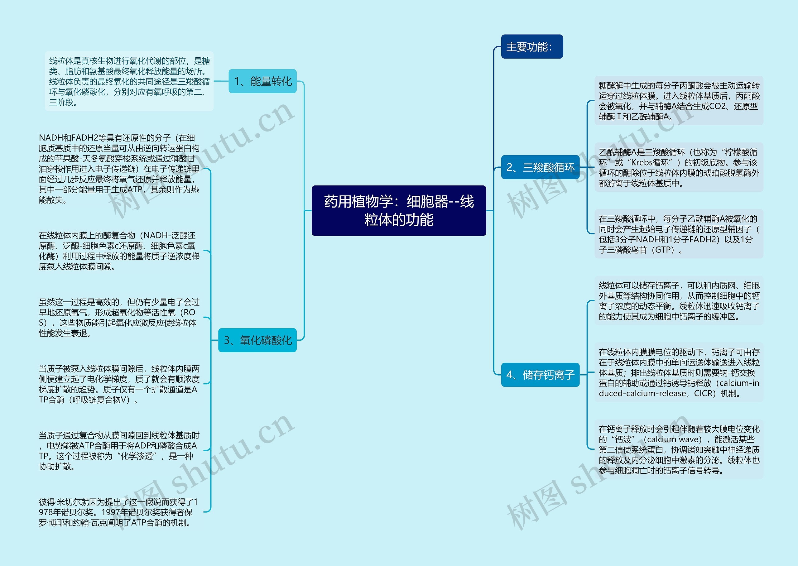 药用植物学：细胞器--线粒体的功能思维导图