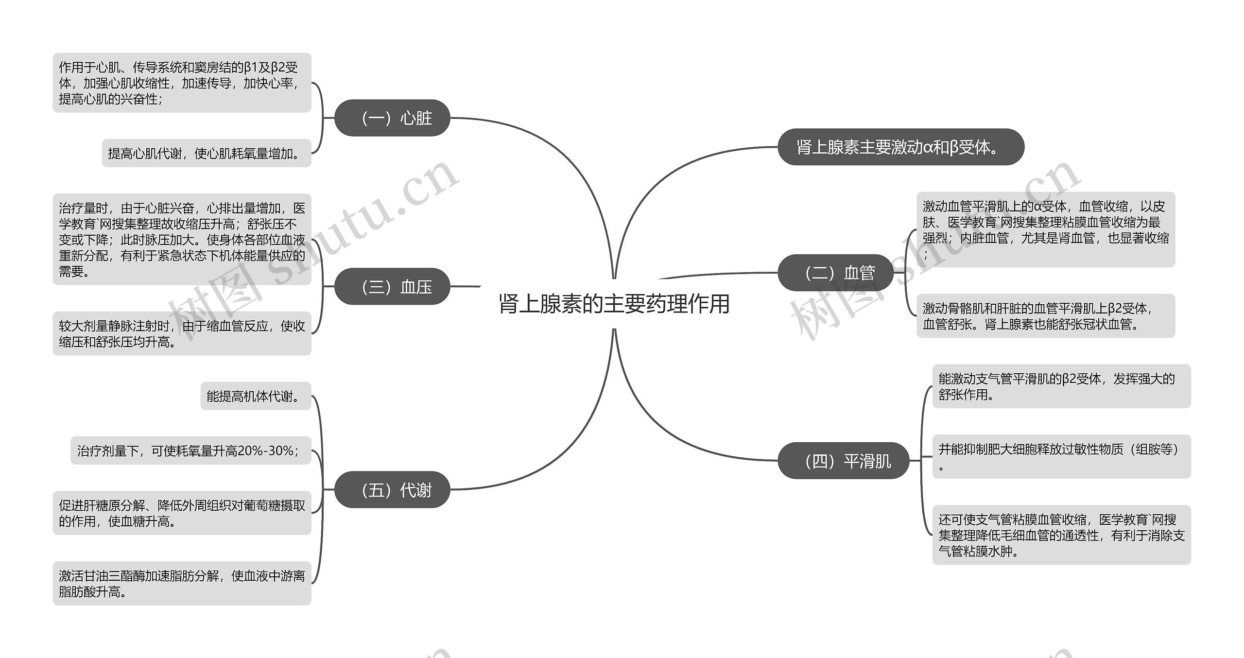 肾上腺素的主要药理作用