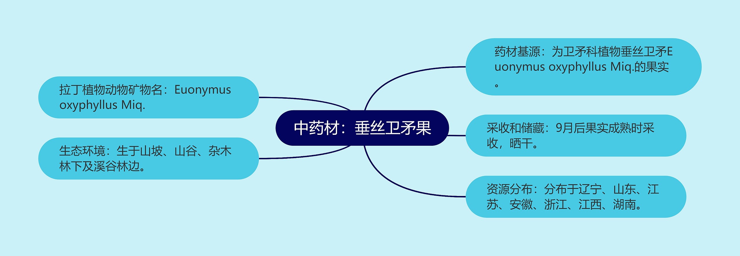 中药材：垂丝卫矛果