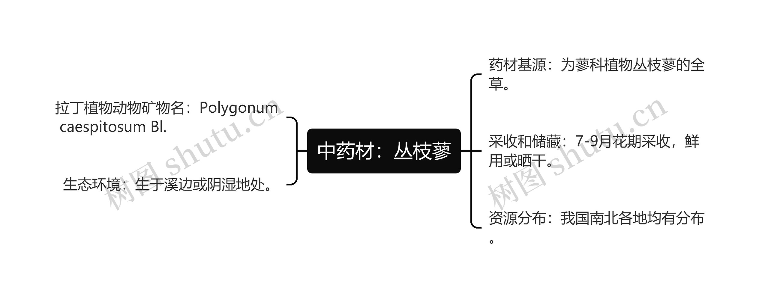 中药材：丛枝蓼思维导图