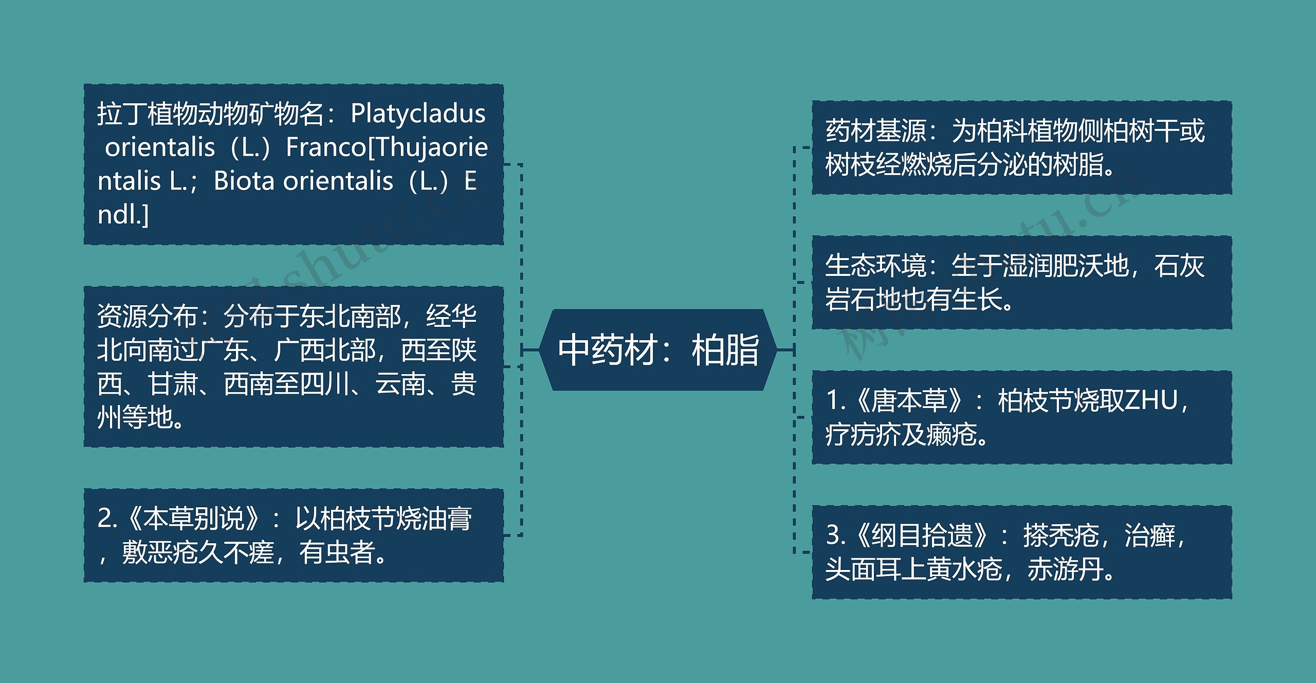 中药材：柏脂思维导图