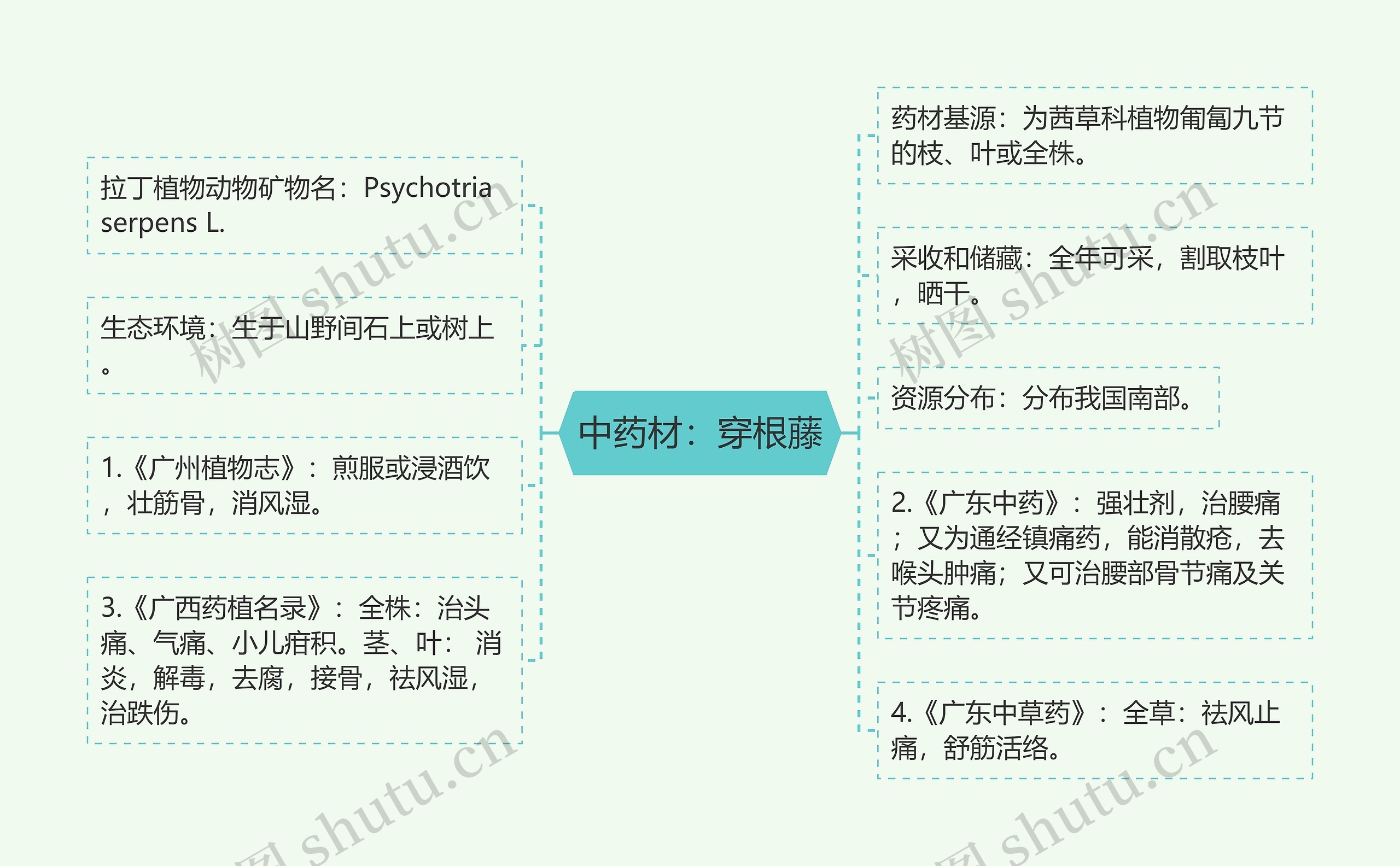 中药材：穿根藤思维导图