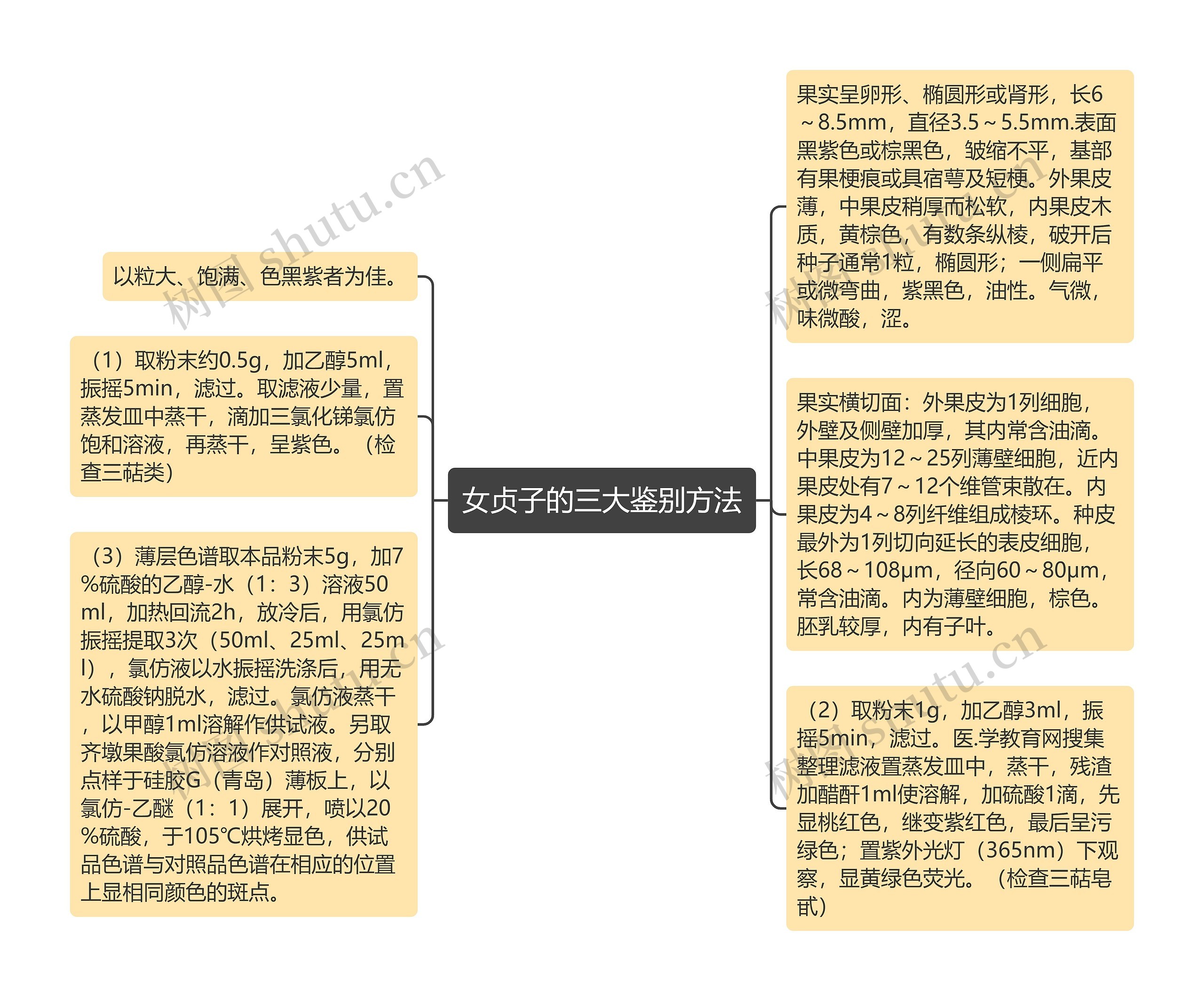 女贞子的三大鉴别方法思维导图