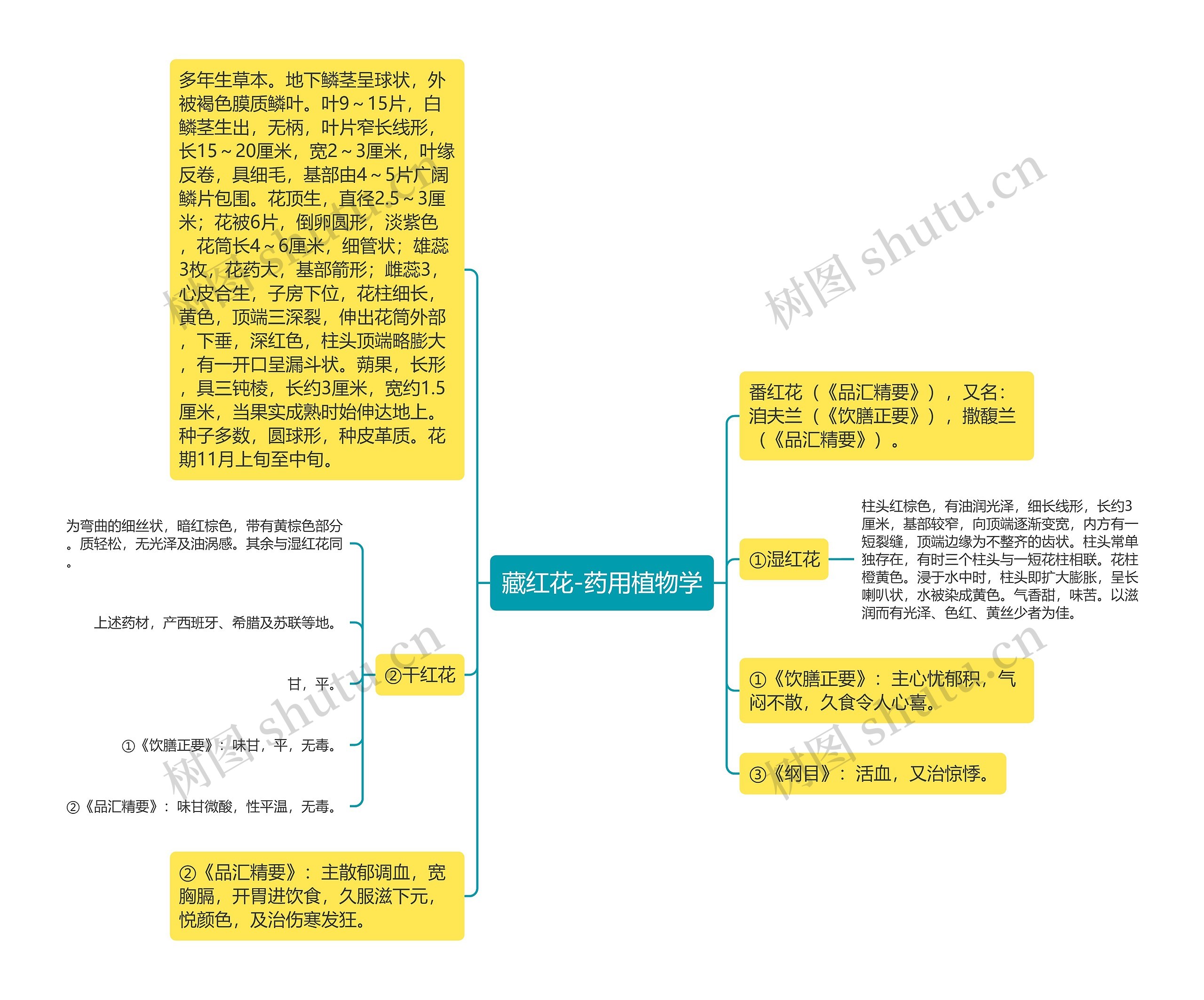 藏红花-药用植物学 藏红花-药用植物学