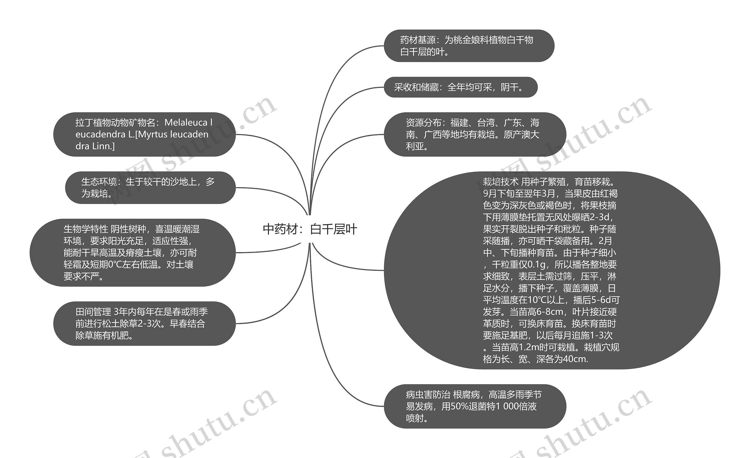 中药材：白千层叶思维导图