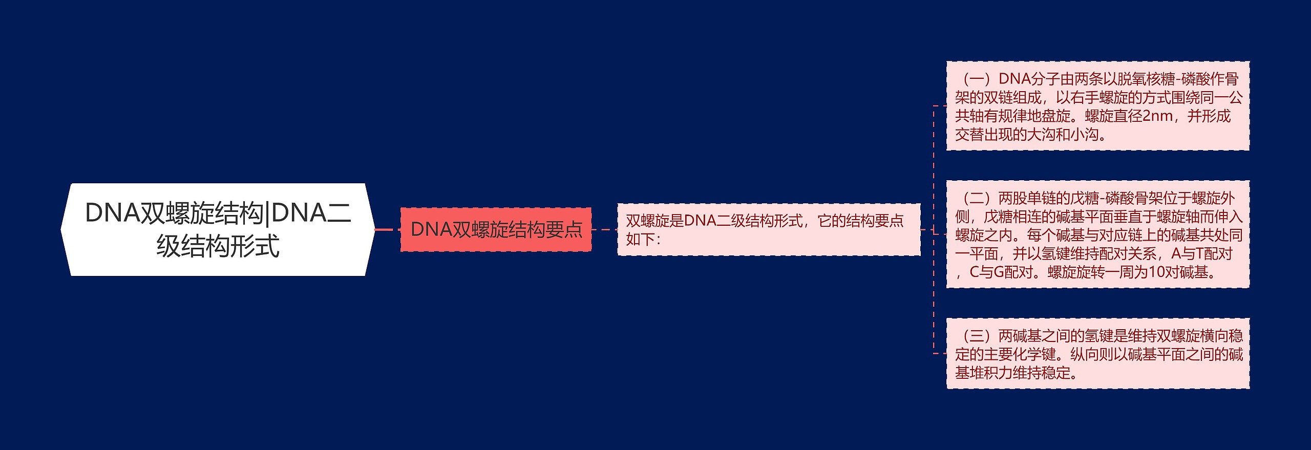 DNA双螺旋结构|DNA二级结构形式