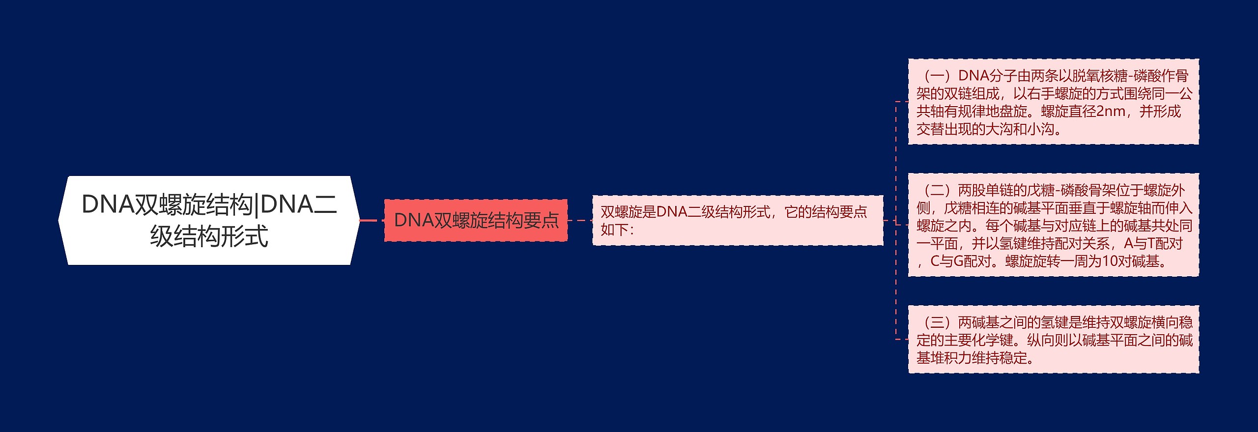 DNA双螺旋结构|DNA二级结构形式思维导图