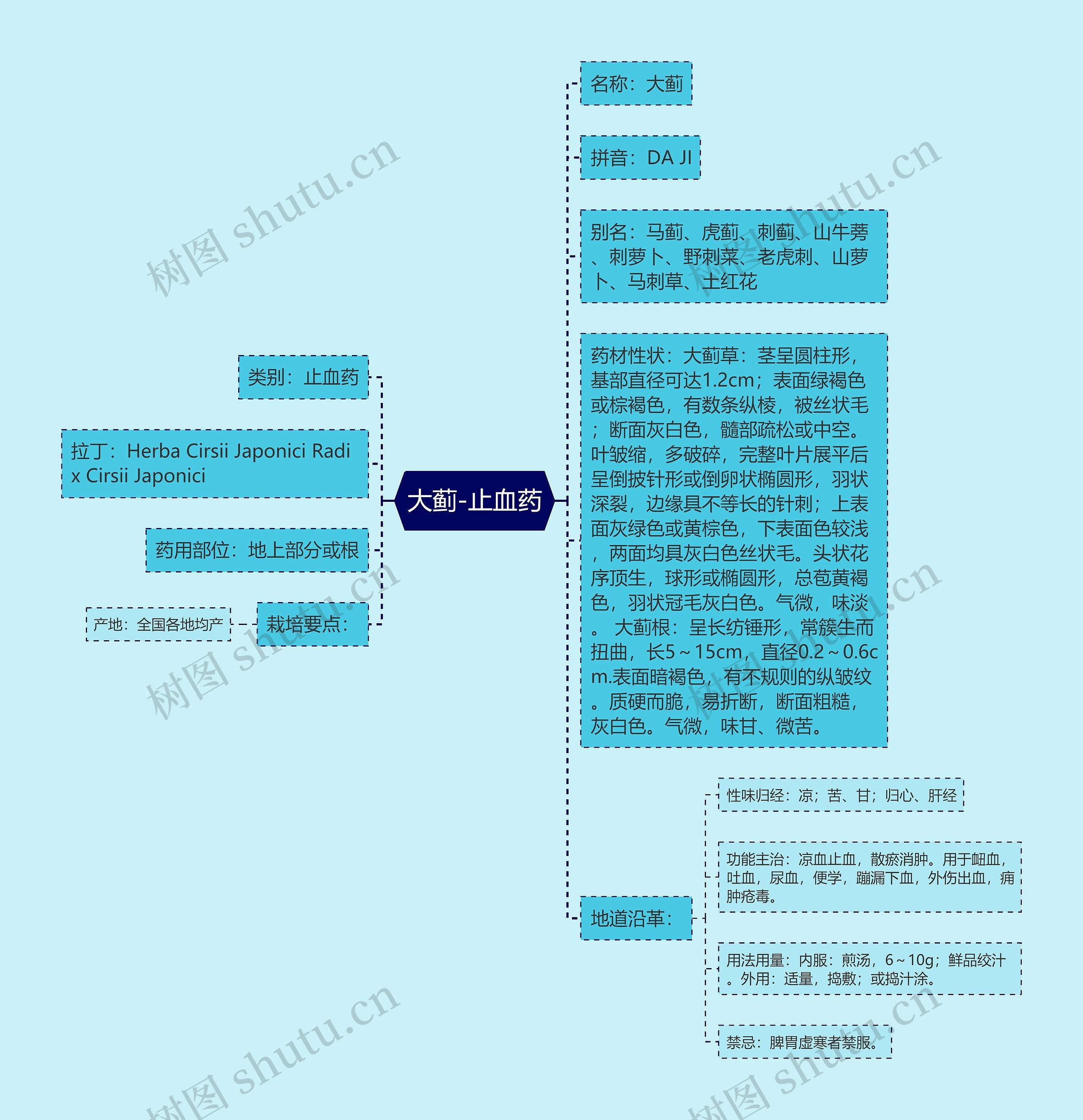 大蓟-止血药 大蓟-止血药