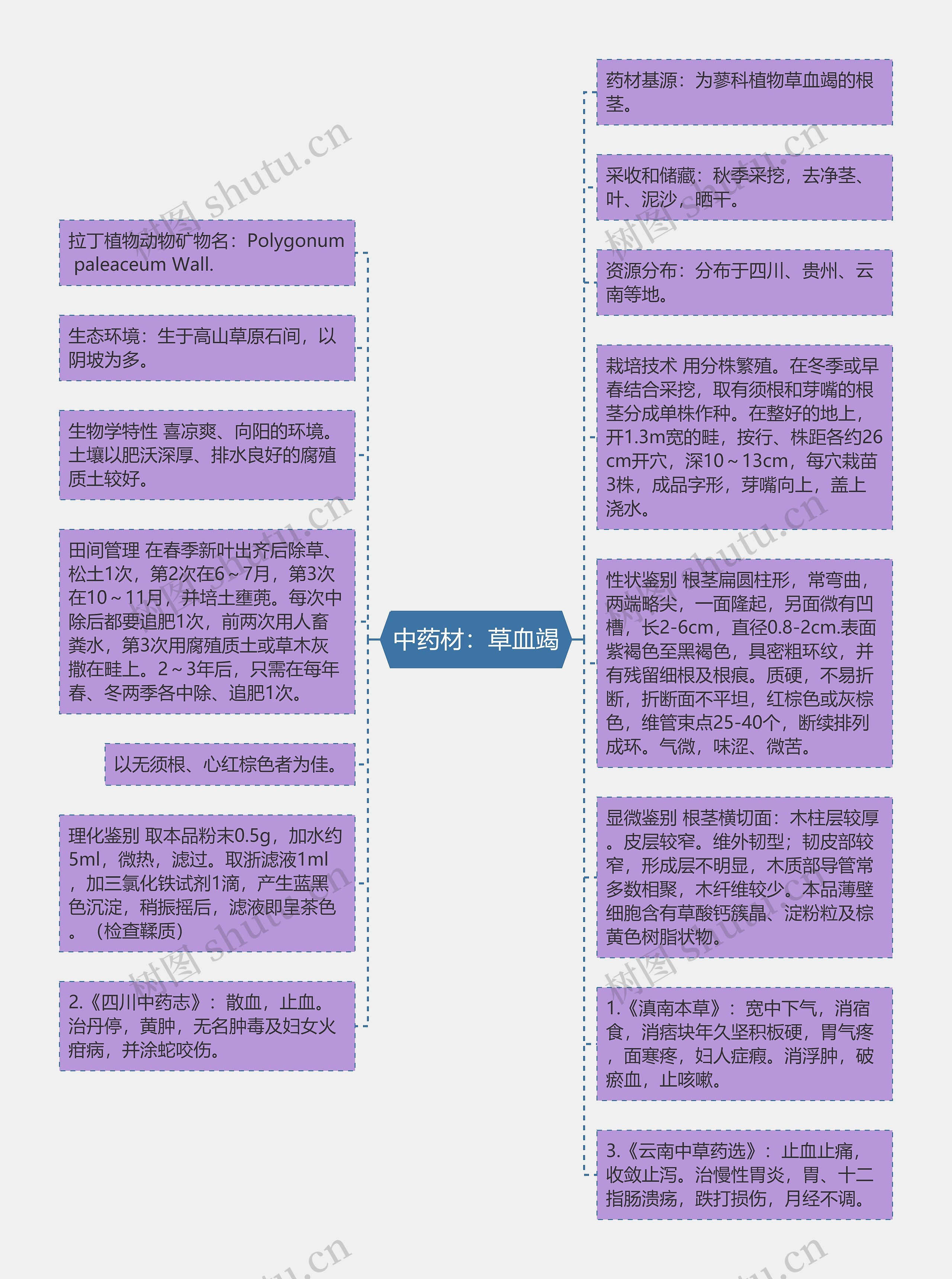 中药材：草血竭思维导图