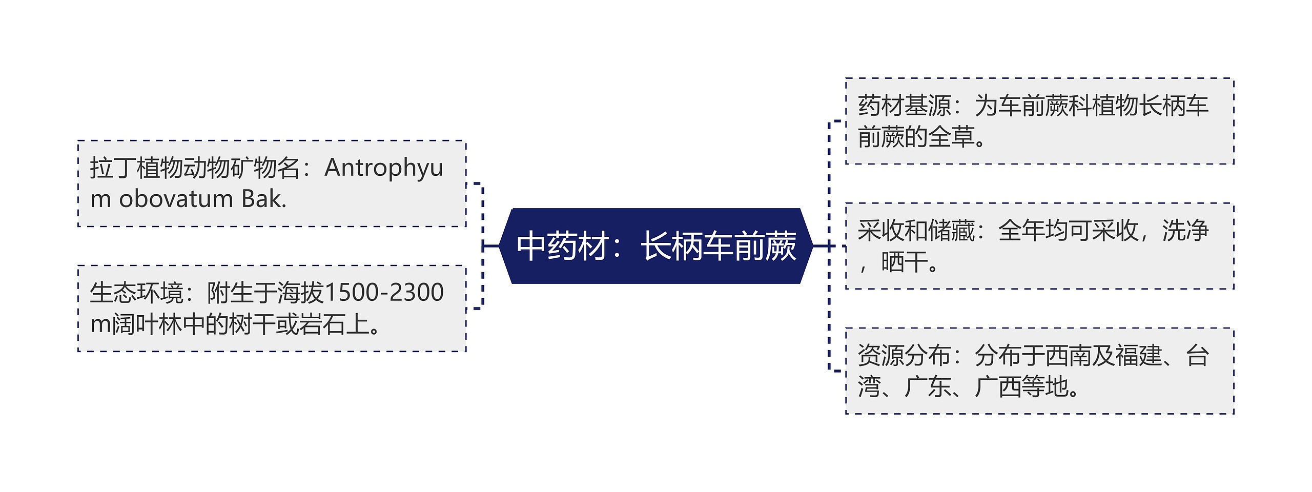 中药材：长柄车前蕨思维导图