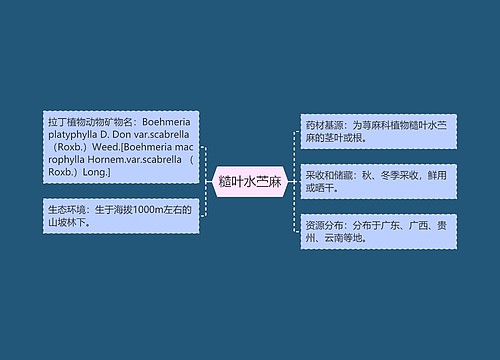 糙叶水苎麻