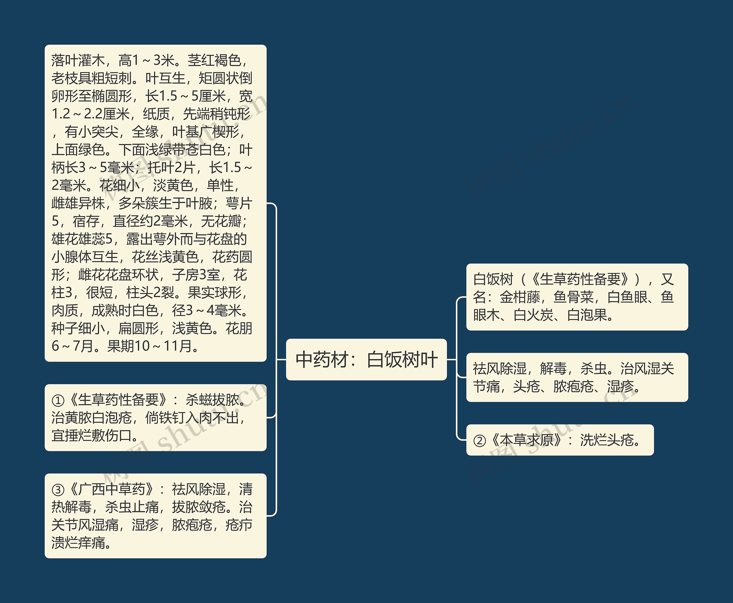 中药材：白饭树叶思维导图