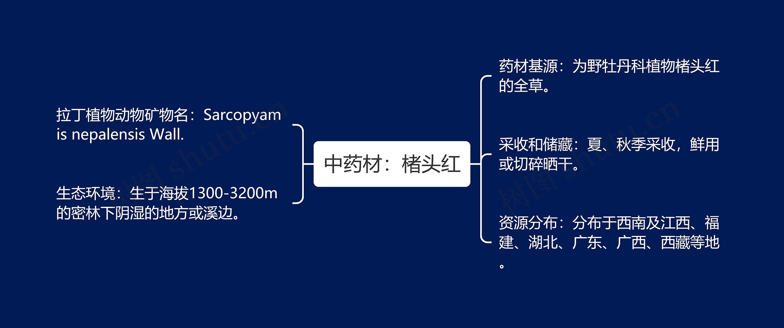 中药材：楮头红思维导图