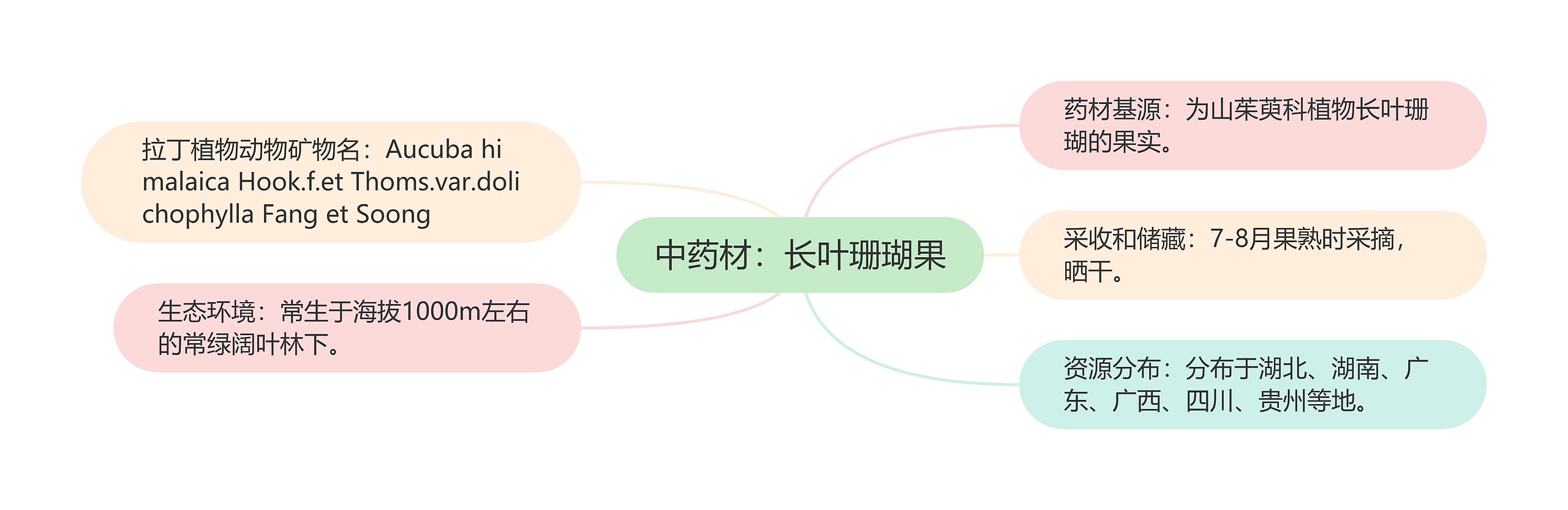 中药材:长叶珊瑚果 中药材:长叶珊瑚果