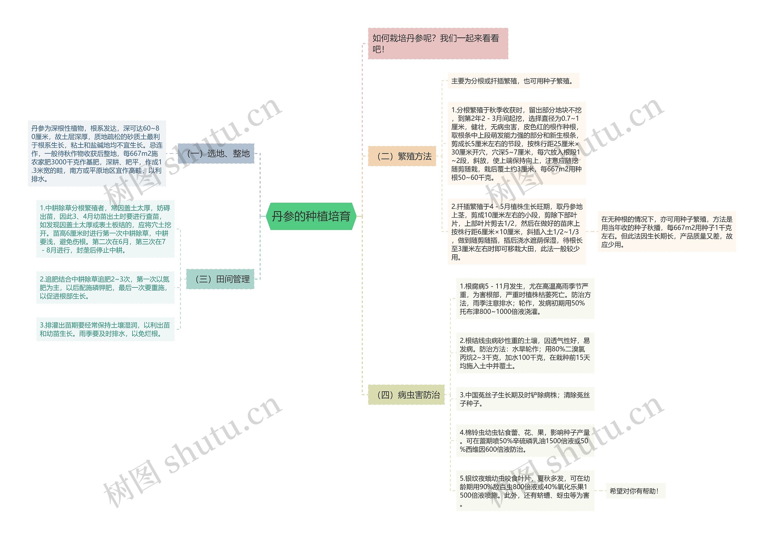 丹参的种植培育 丹参的种植培育