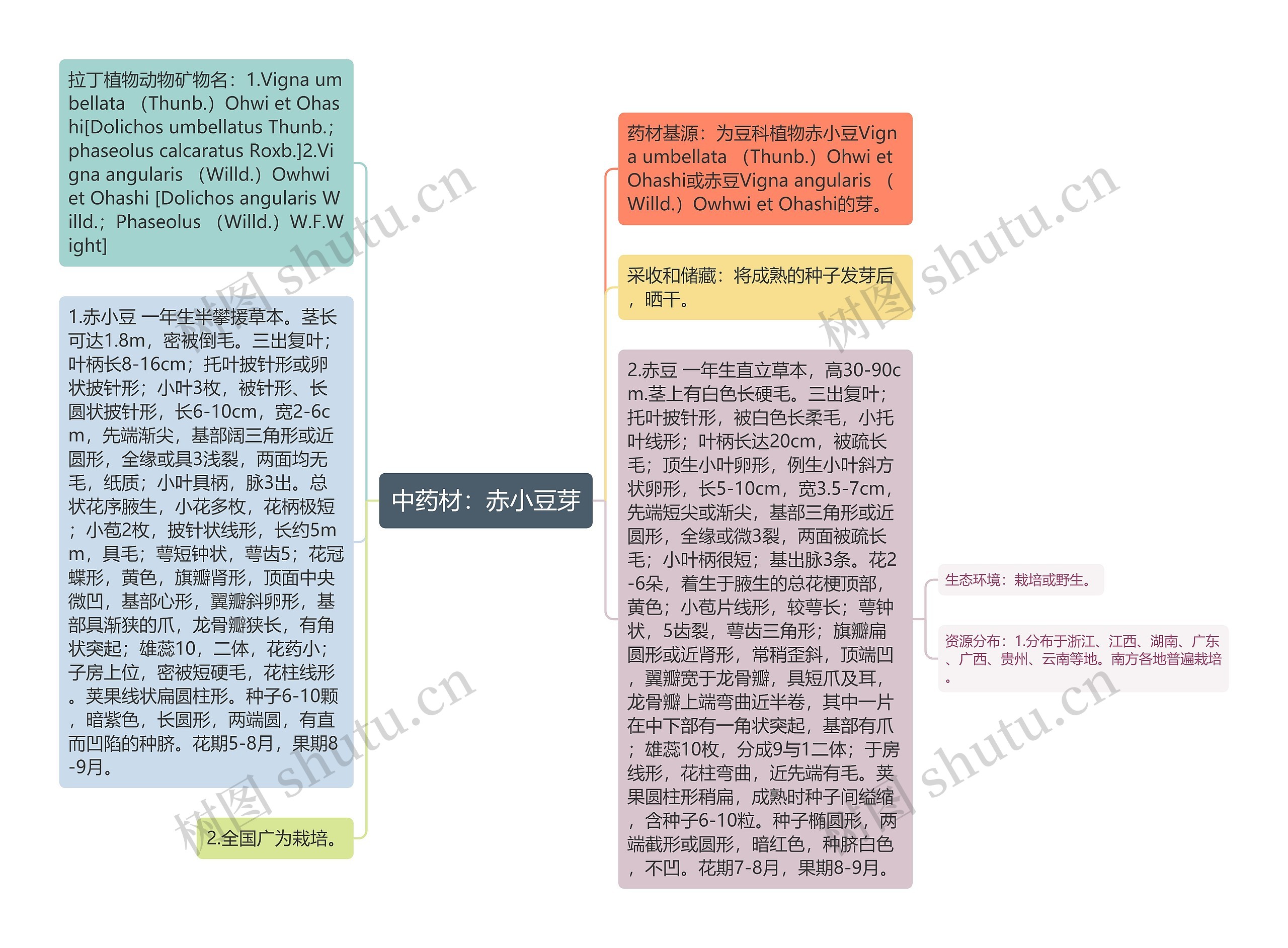 中药材：赤小豆芽思维导图