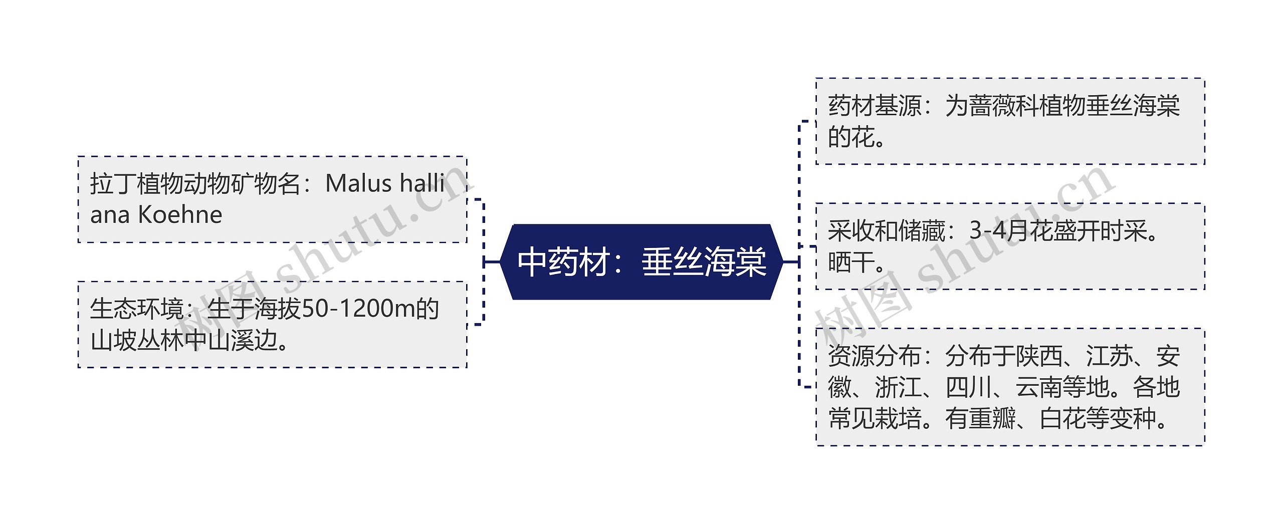 中药材：垂丝海棠思维导图