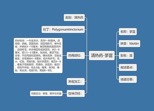 清热药-蓼蓝