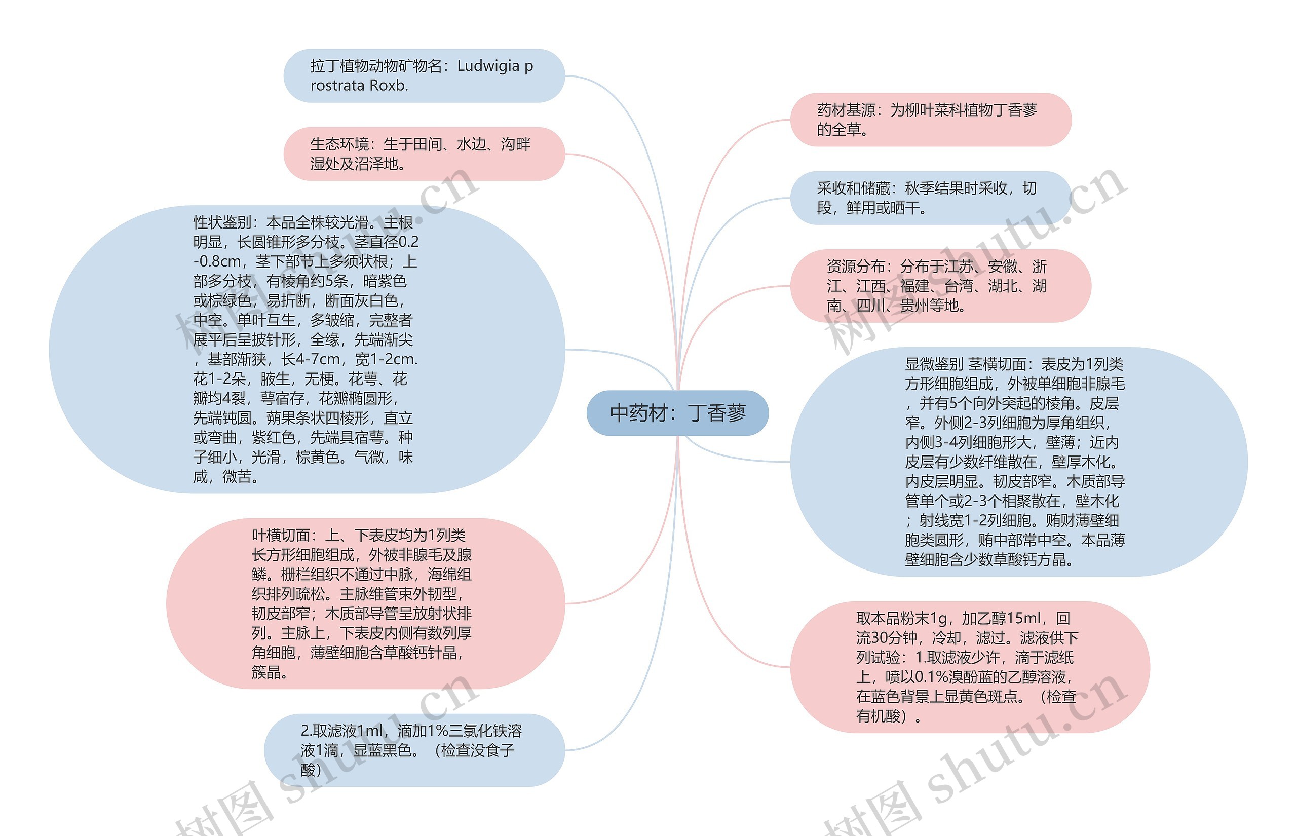 中药材：丁香蓼思维导图